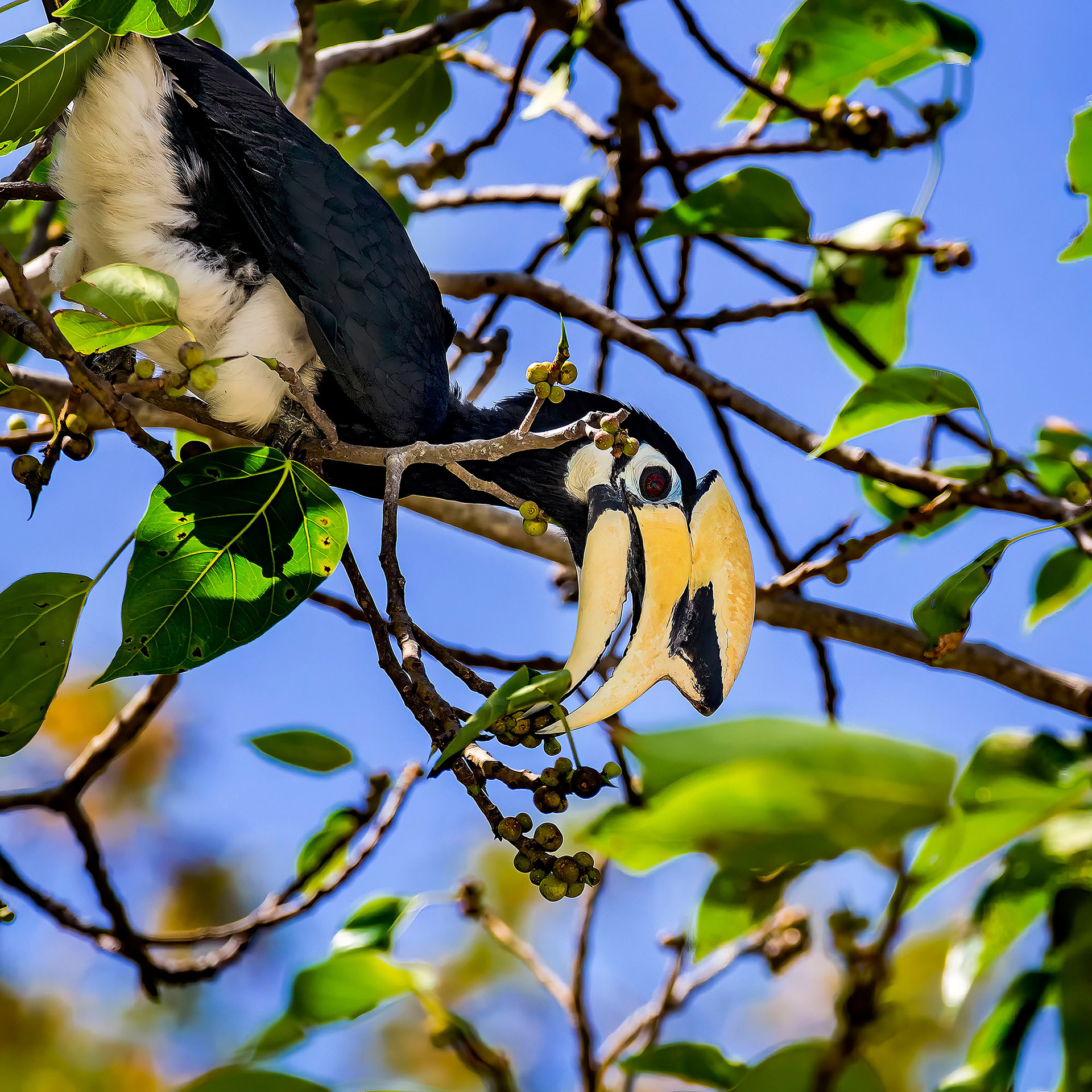 "Nördlicher" Orienthornvogel