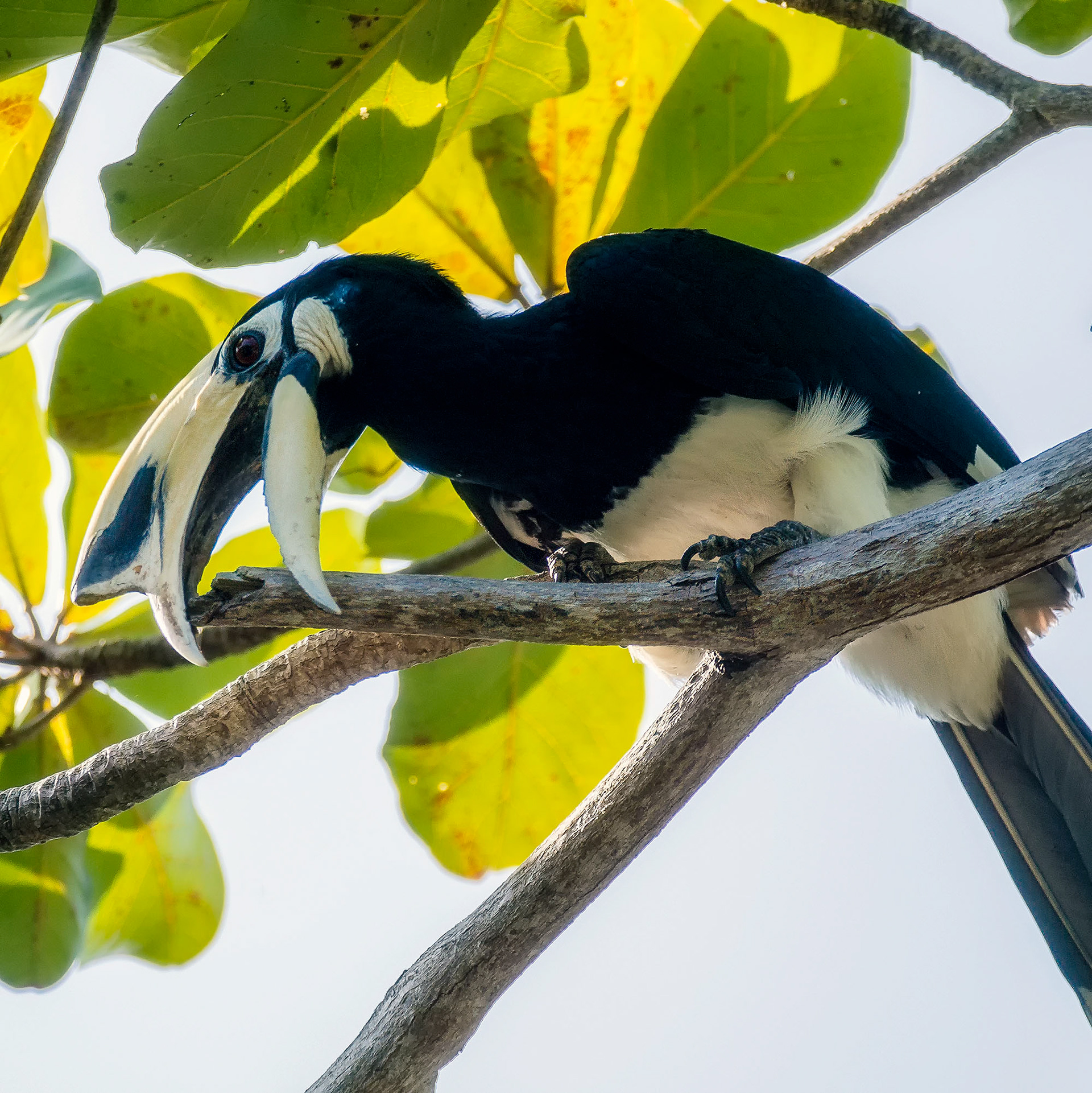 "Nördlicher" Orienthornvogel
