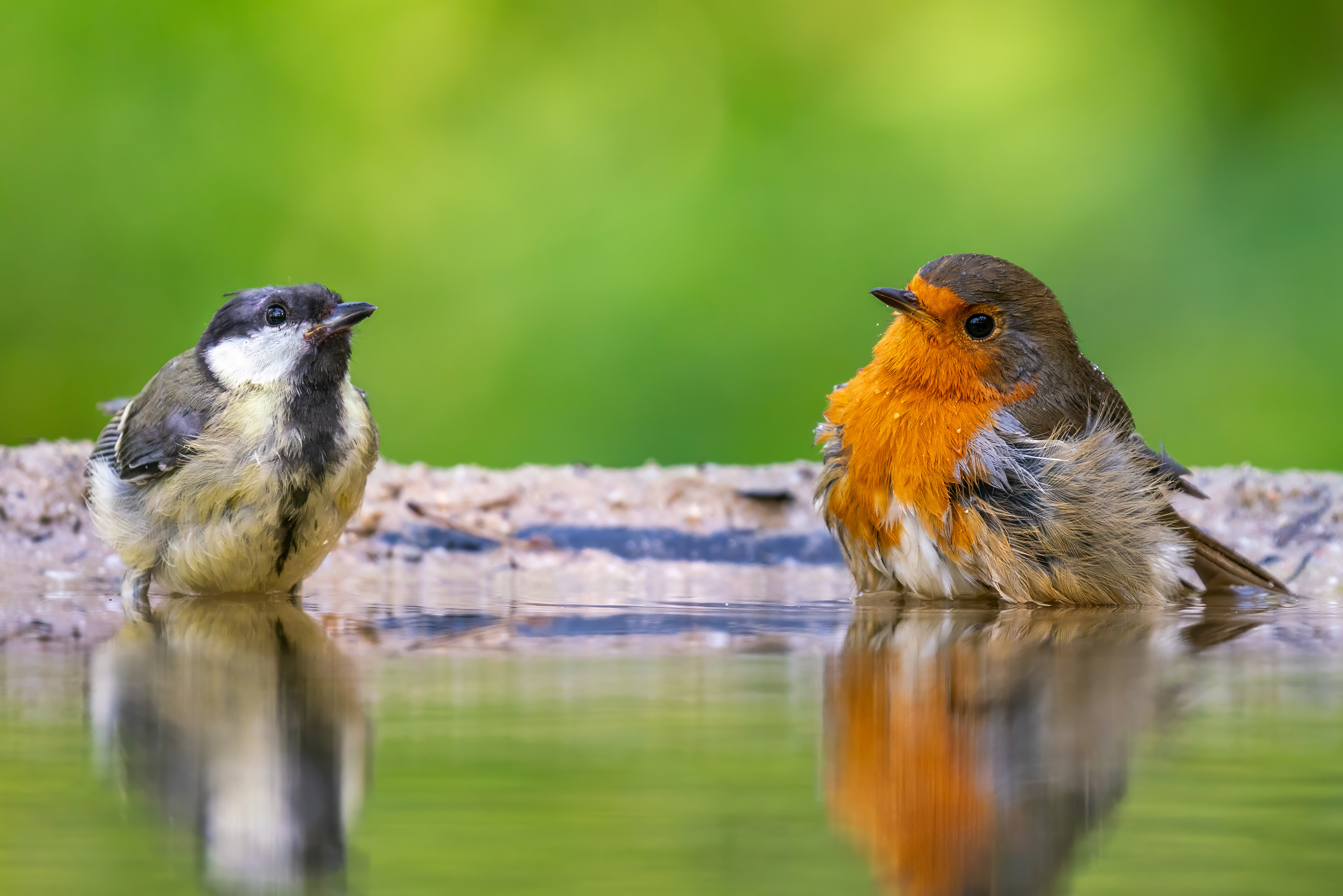 Kohlmeise & Rotkehlchen