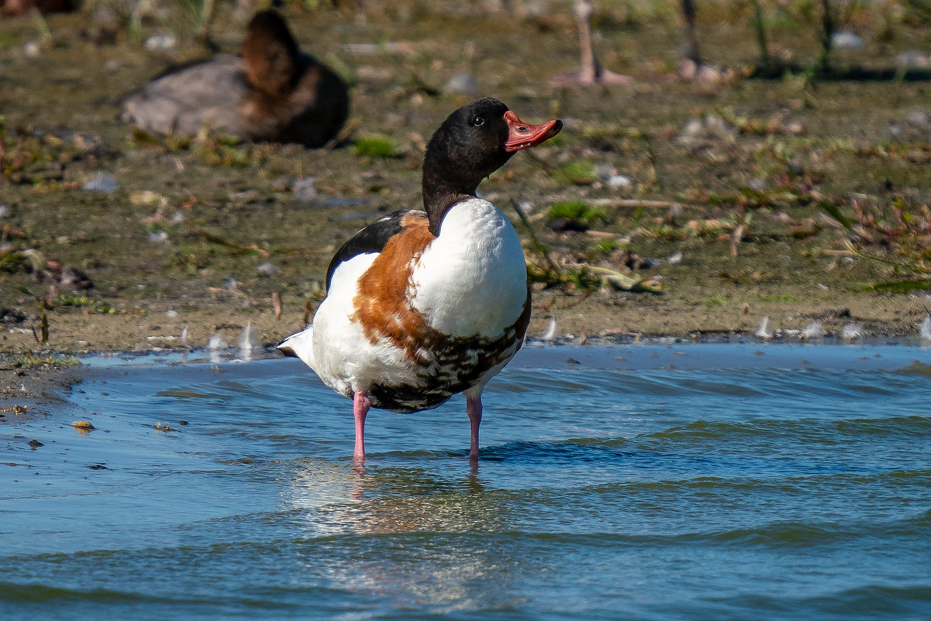 Brandgans, male