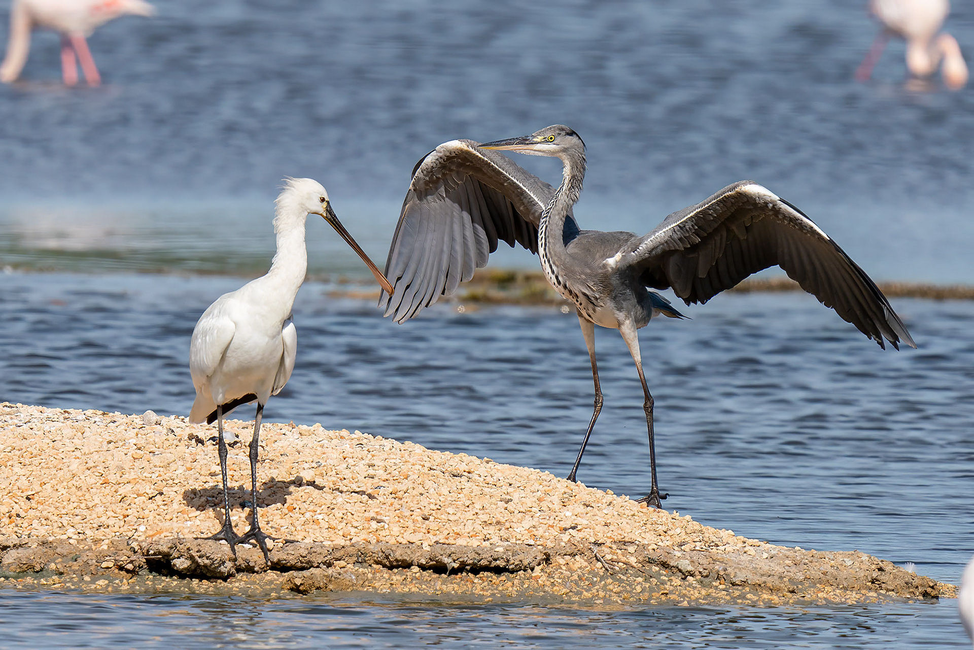 Löffler & Graureiher