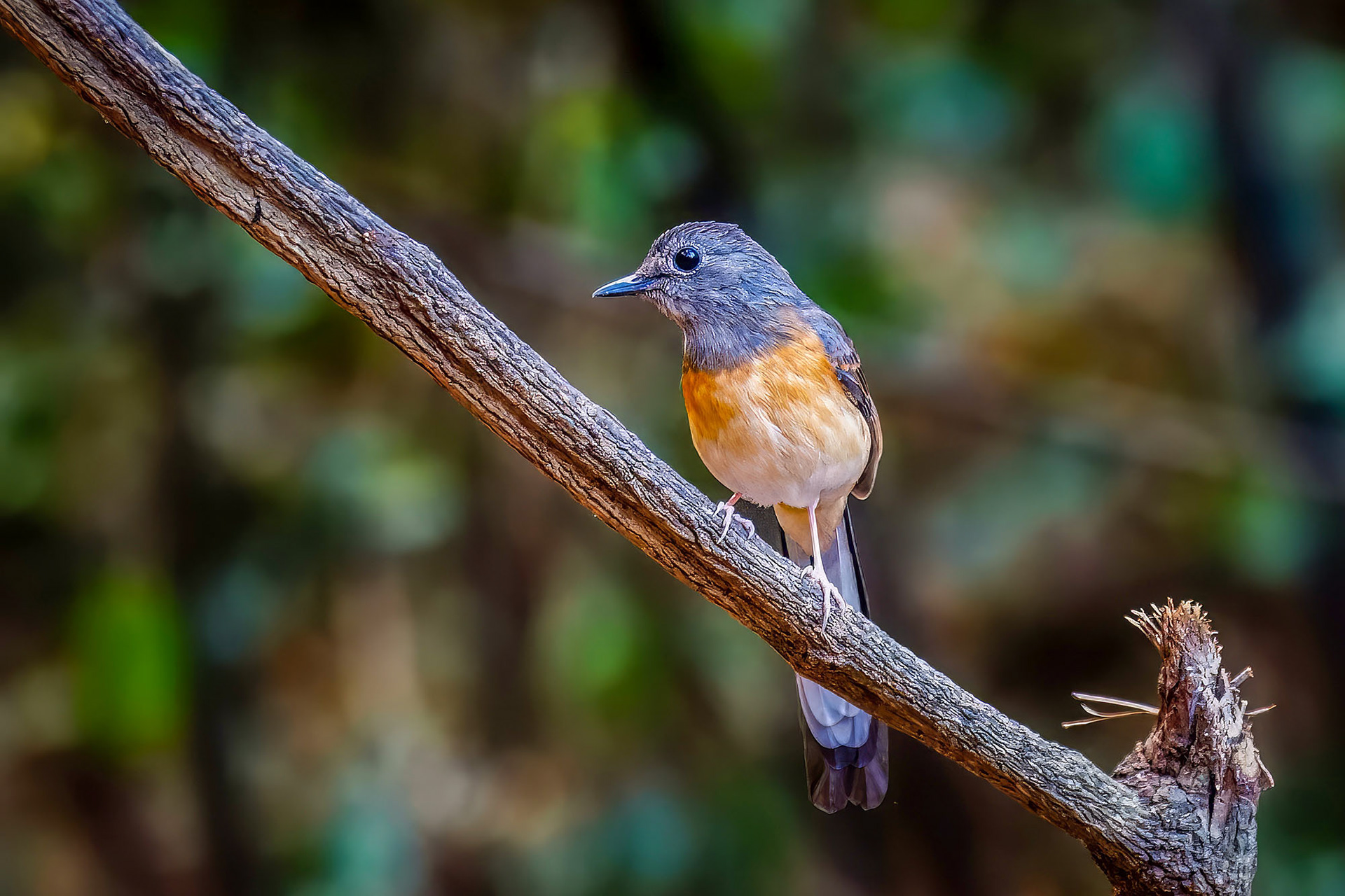 Schamadrossel (F) / White-rumped Shama