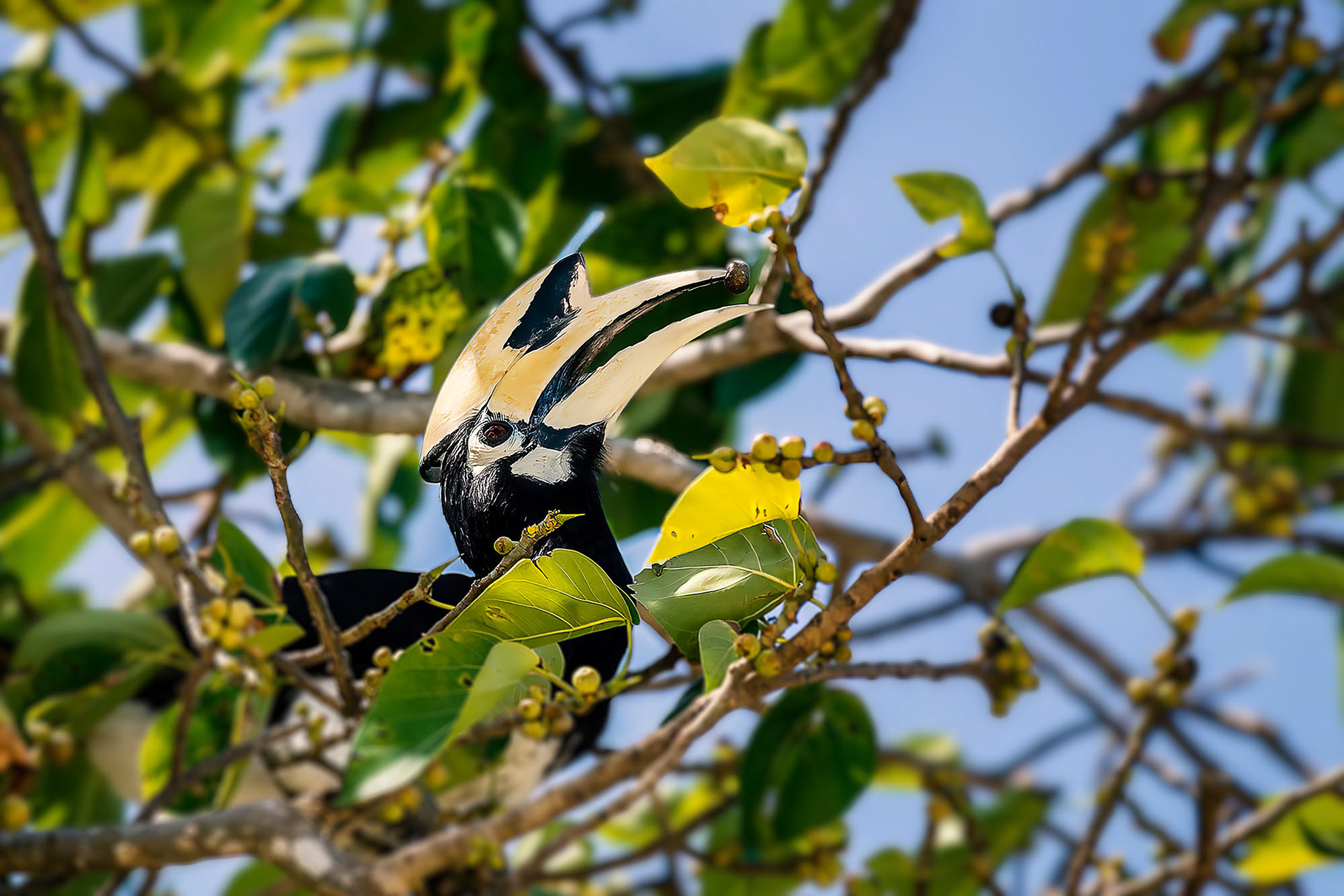"Nördlicher" Orienthornvogel