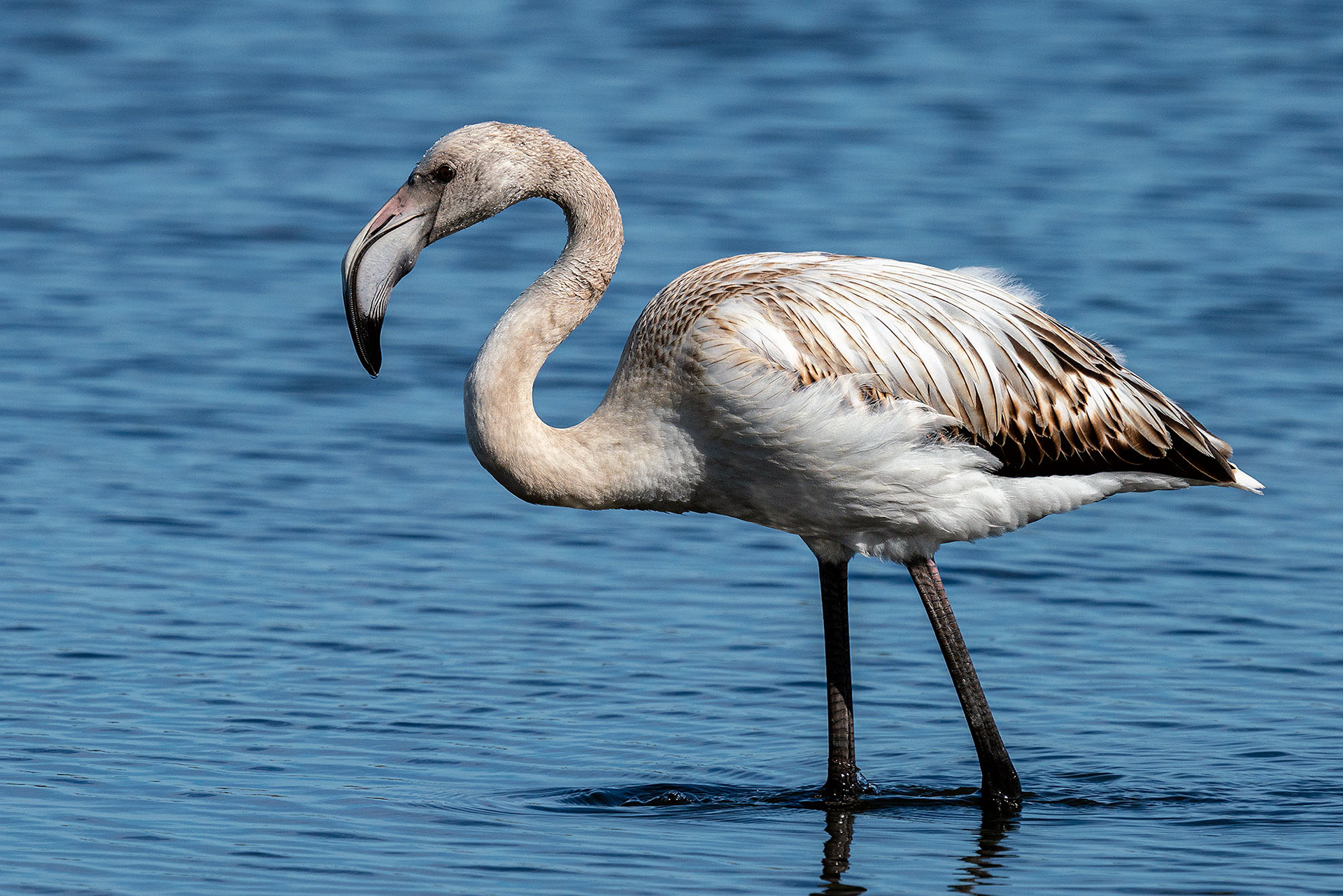Juvenile