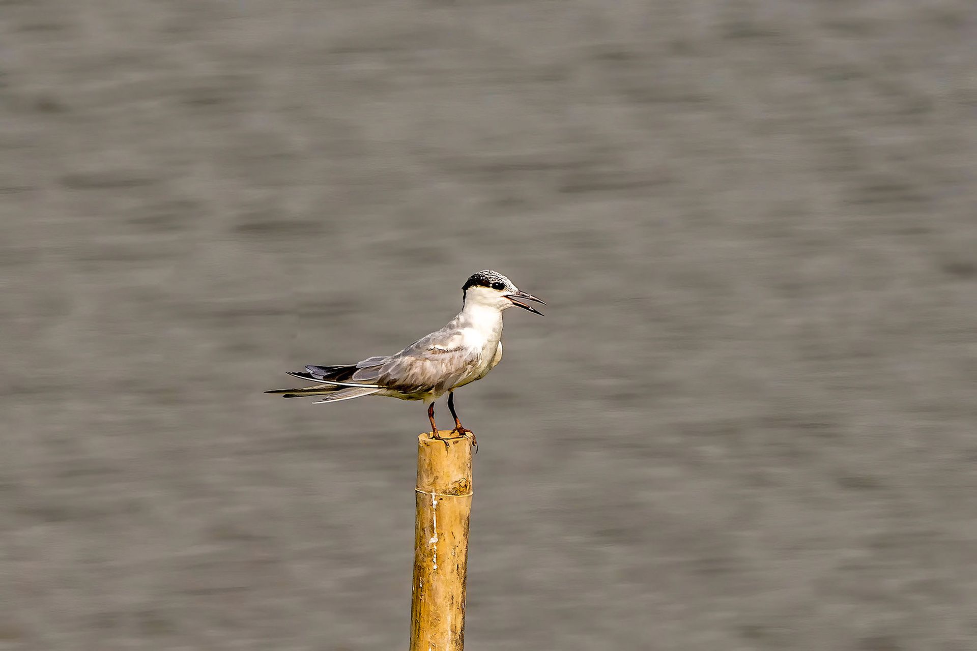 Weißbart-Seeschwalbe / whiskered tern