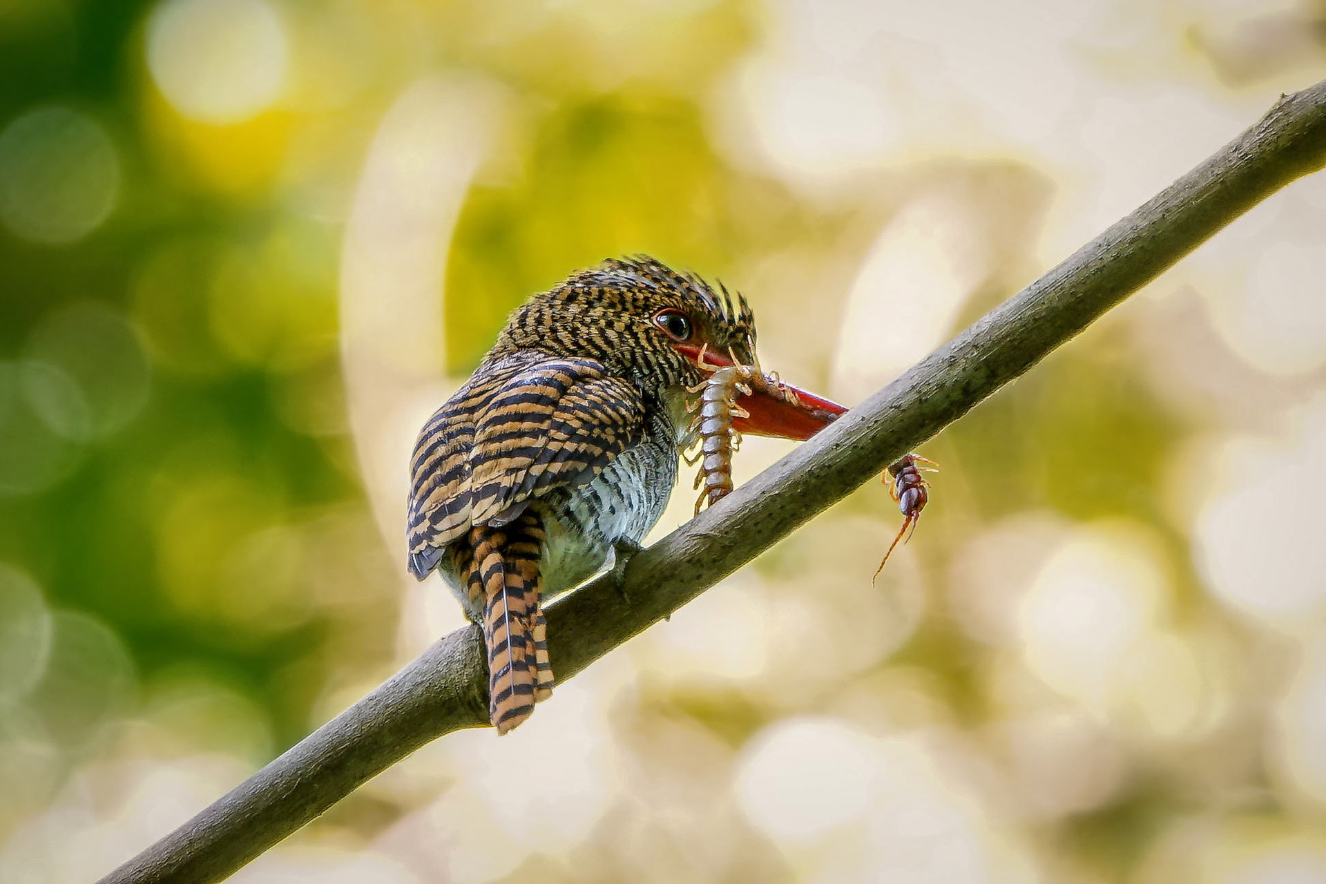 female