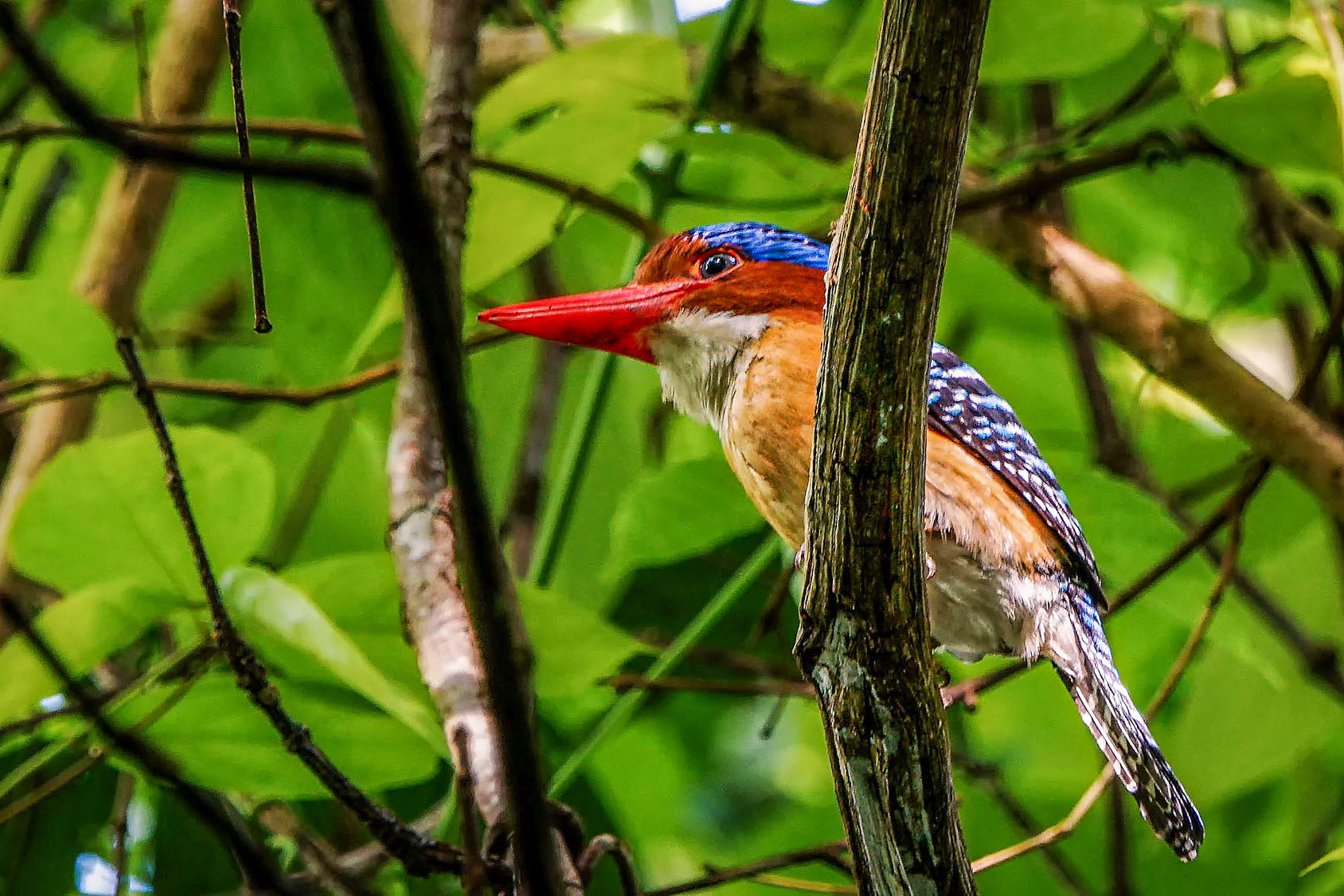 male