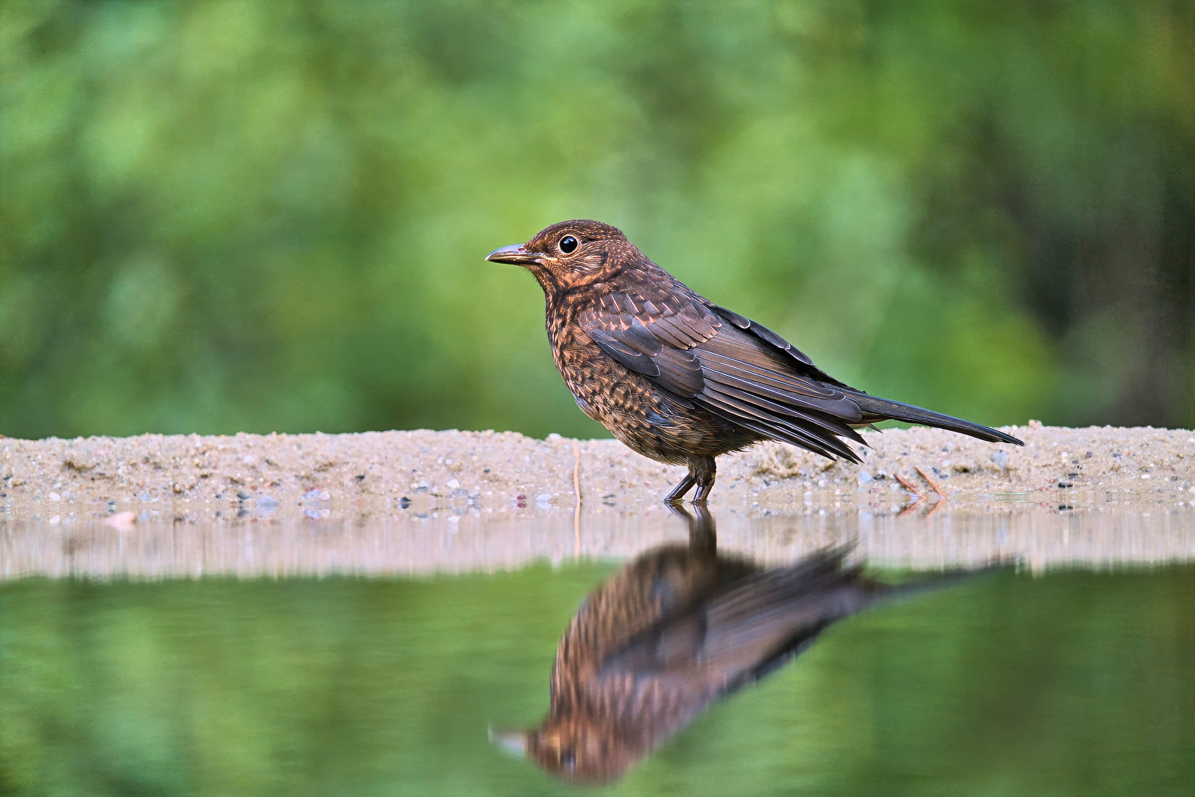 Amsel (F)