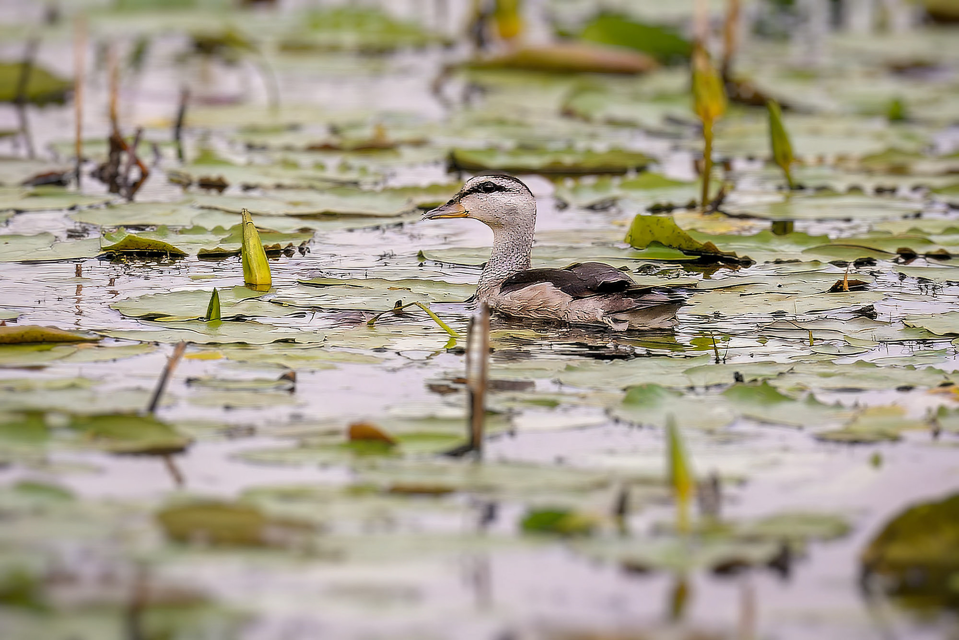 Koromandelzwergente (female) / cotton pygmy goose