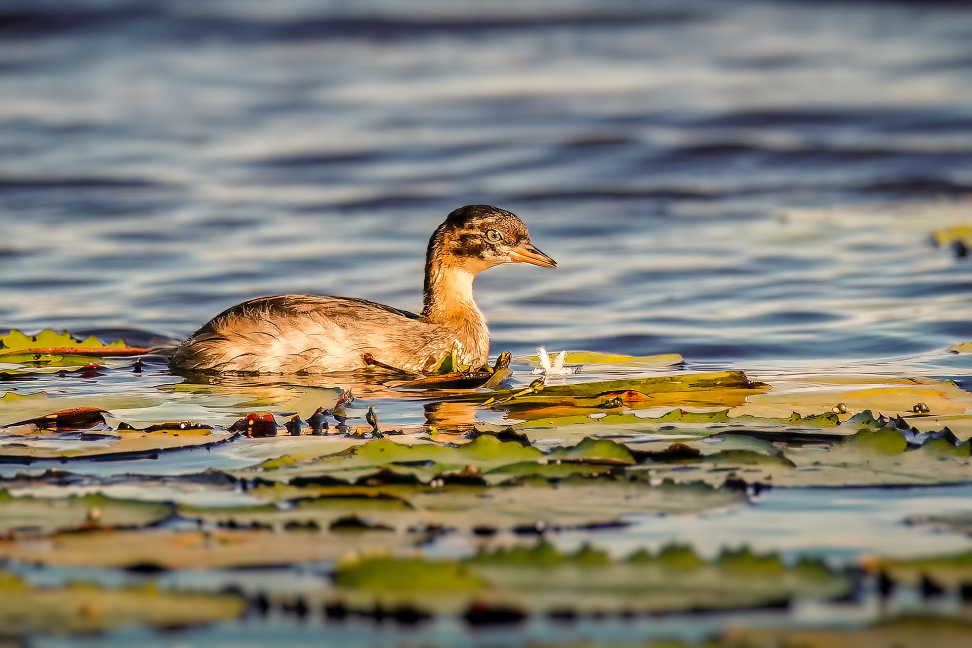 Zwergtaucher (juvenile) / little grebe