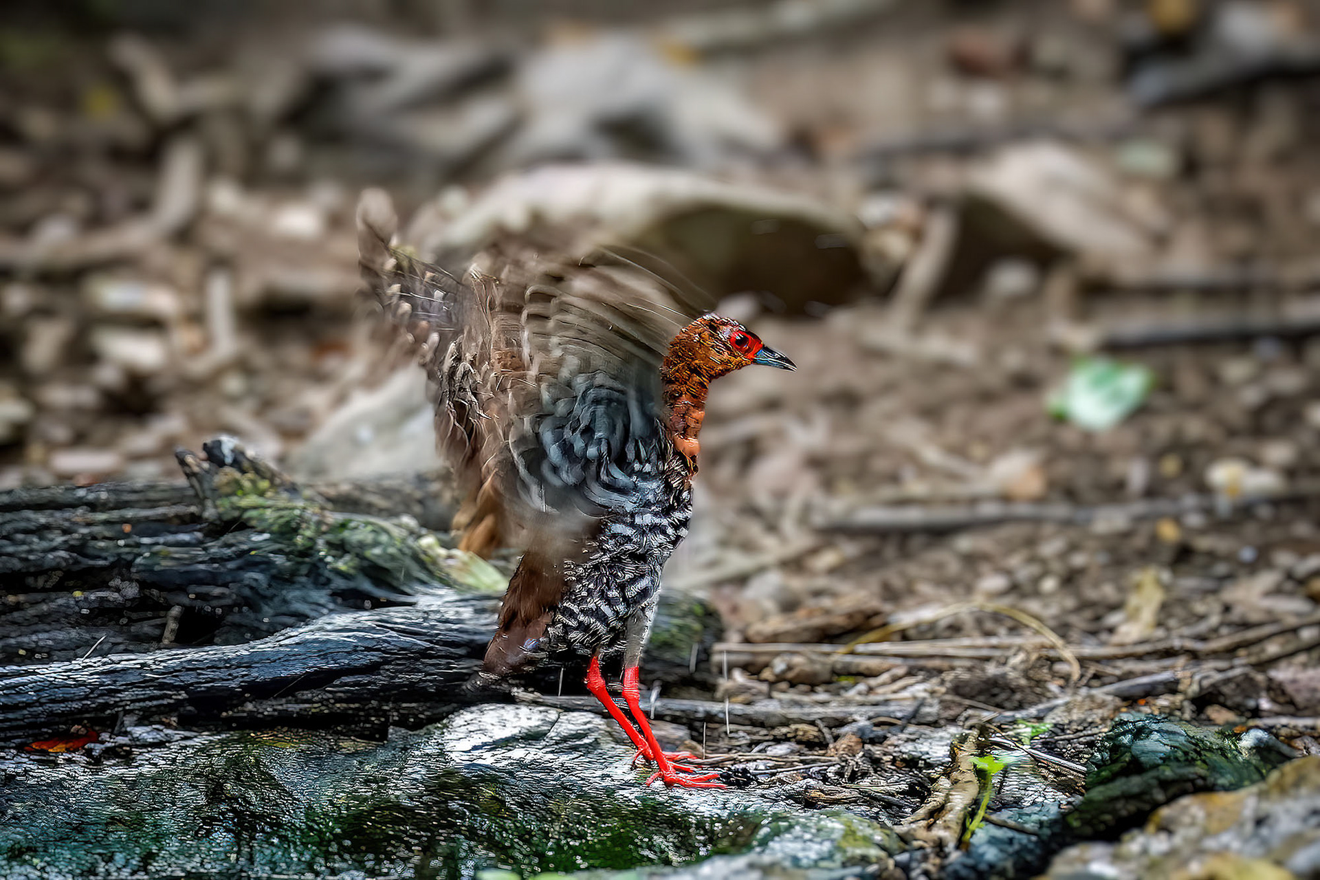 Malaienralle / red-legged crake