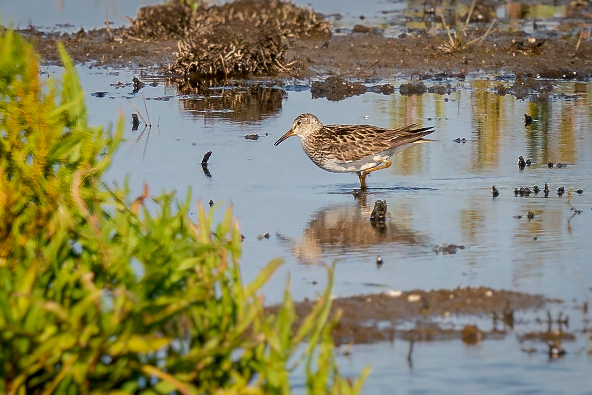 Graubruststrandläufer