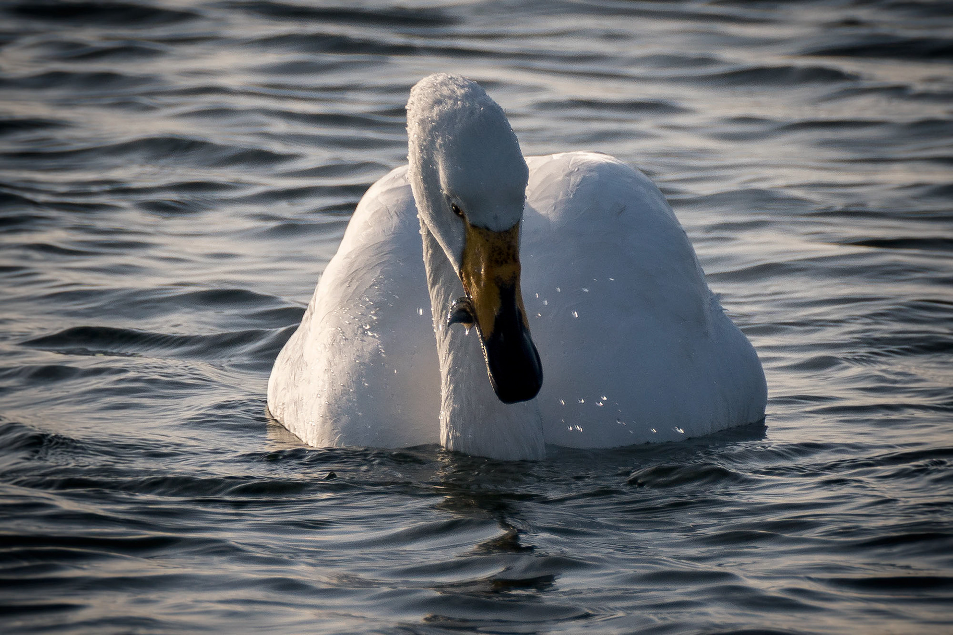 Singschwan