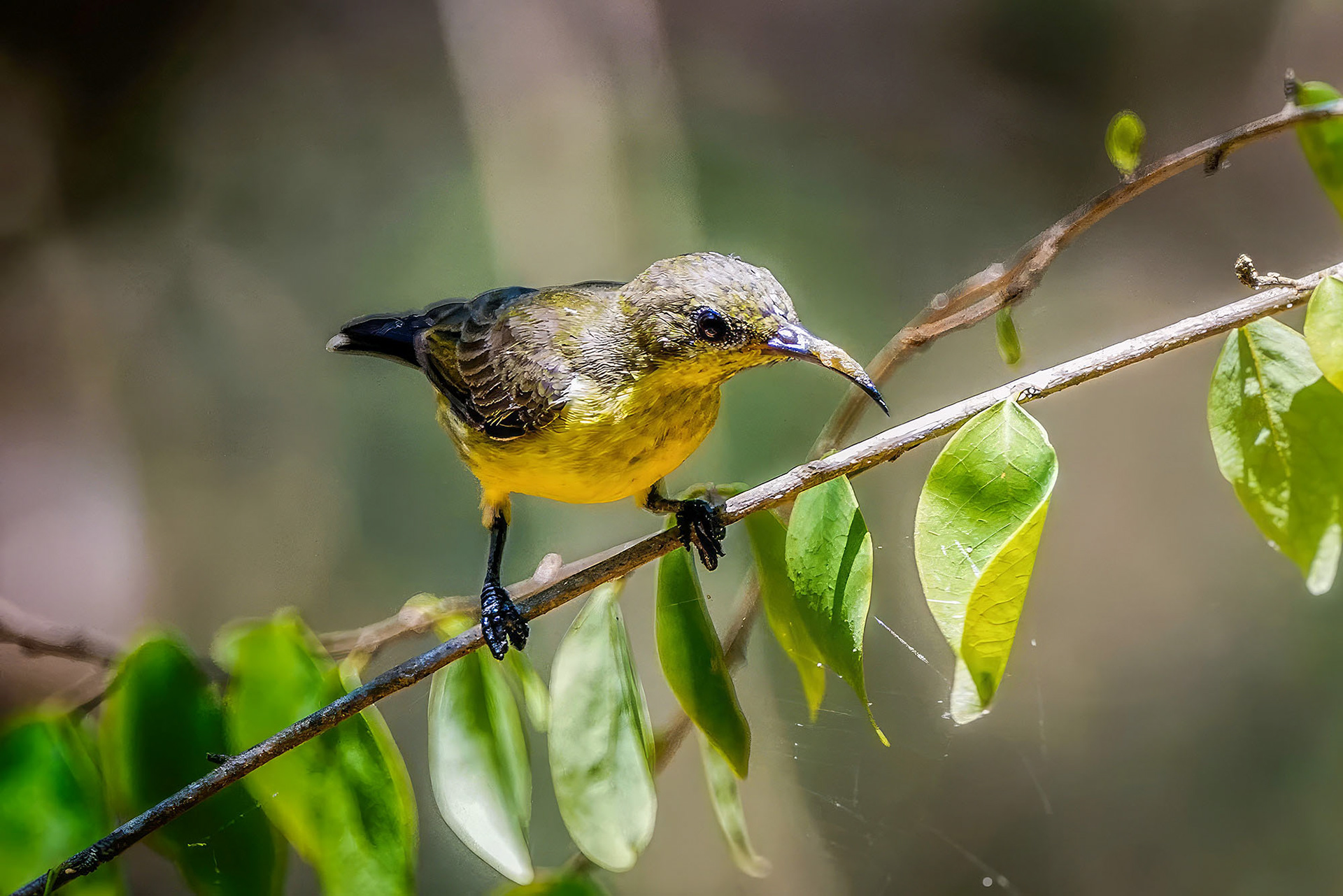 female