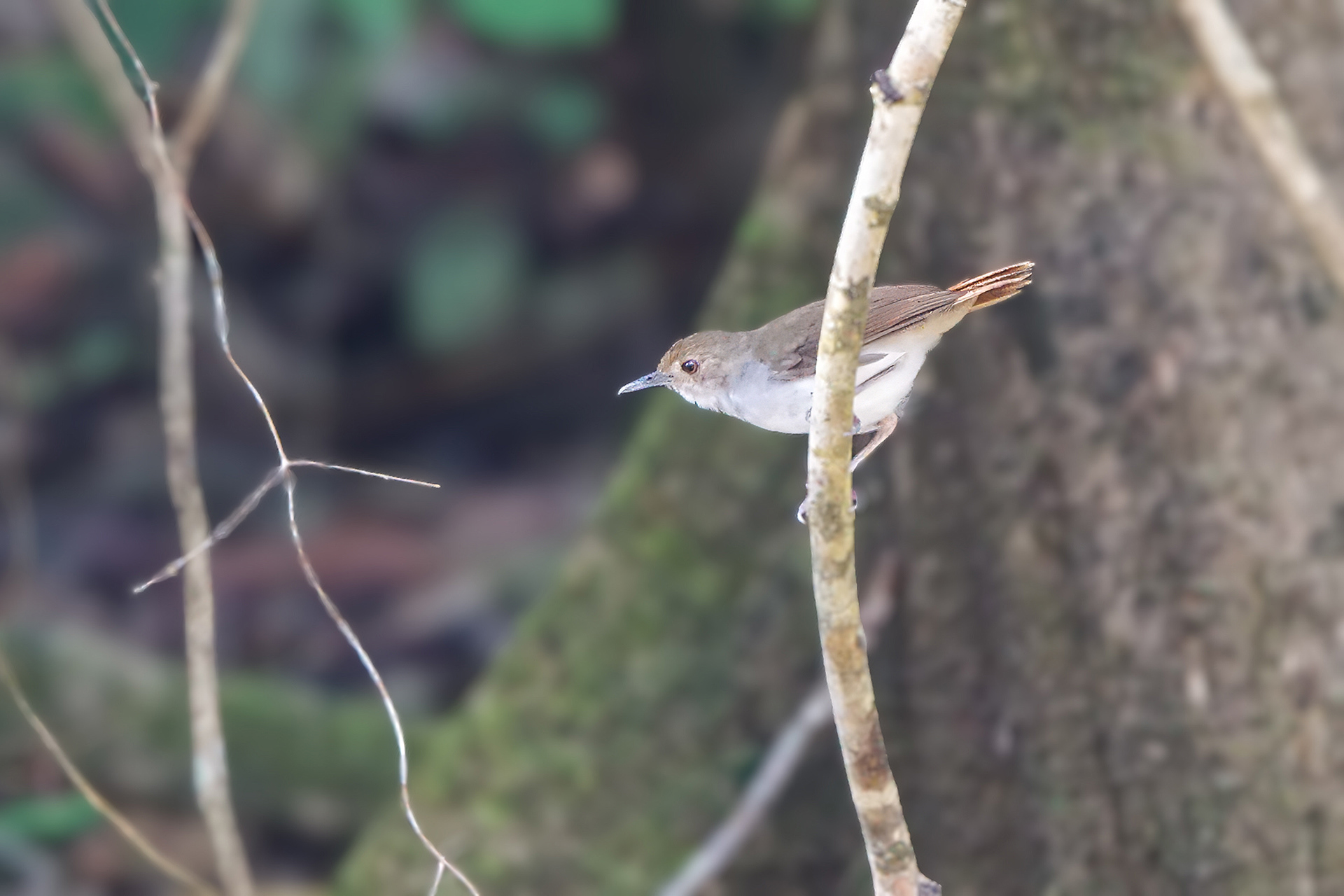 Mangrovemaustimalie / White-chested Babbler