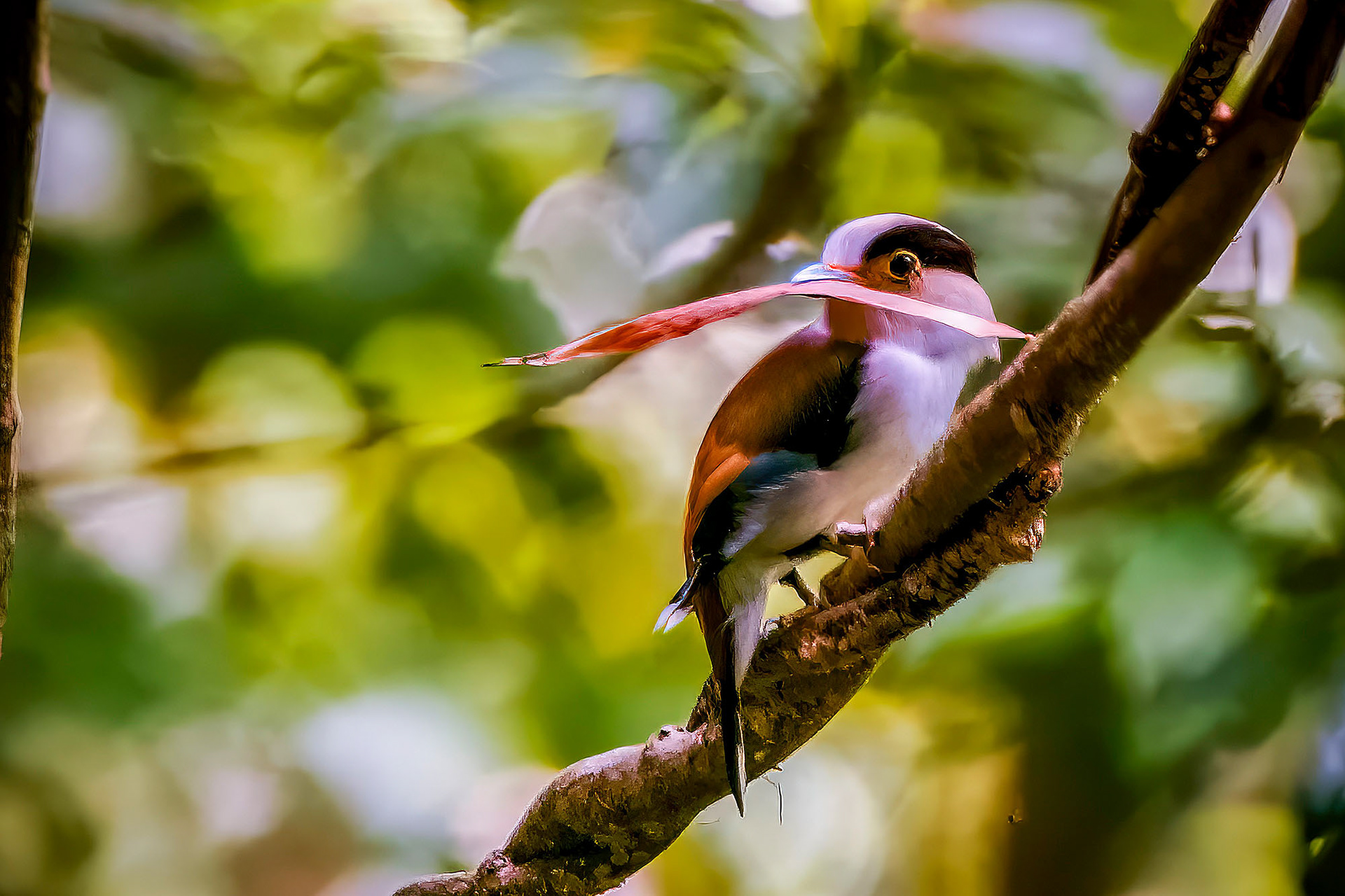 male