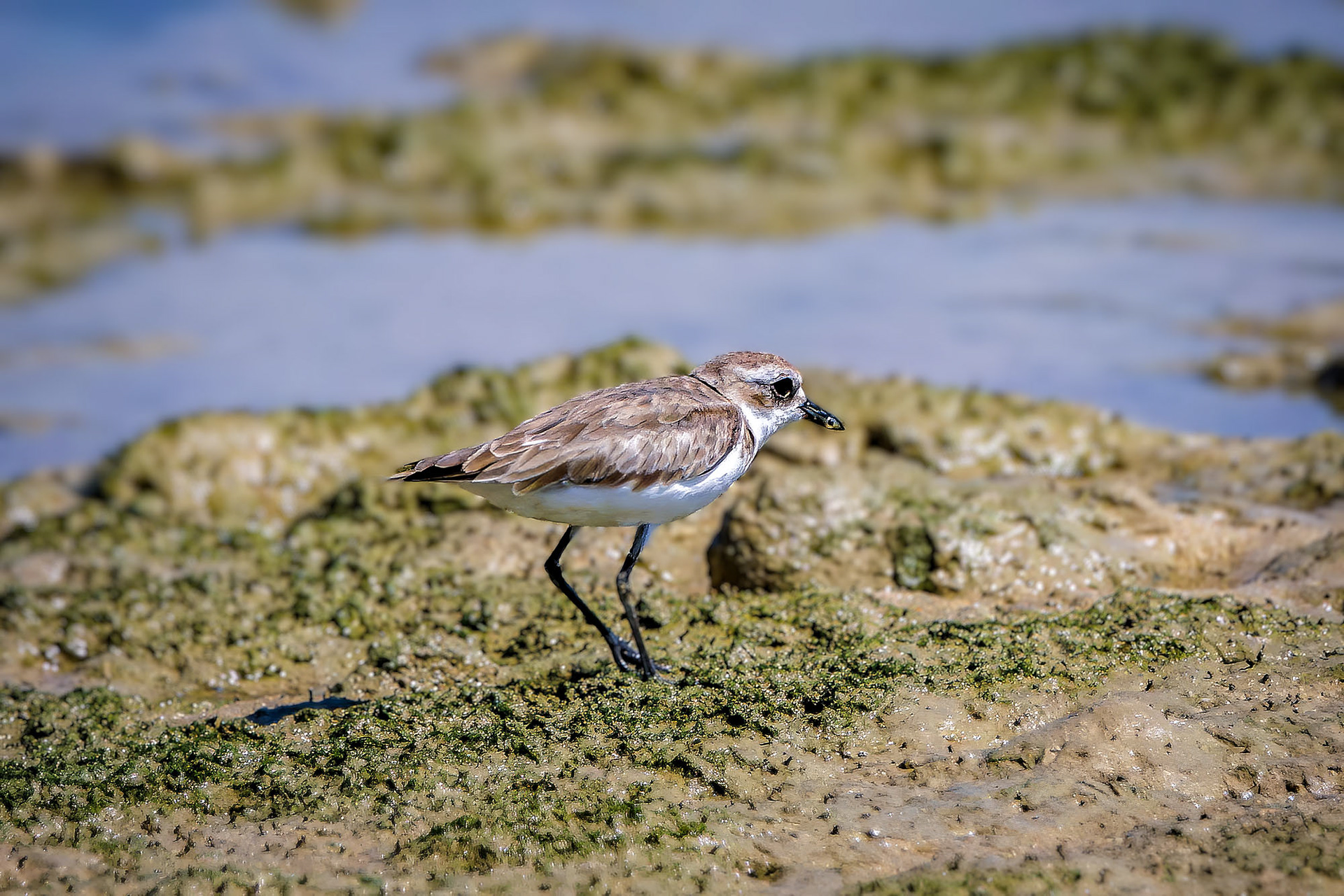 Rotkehlstrandläufer /  red-necked stint