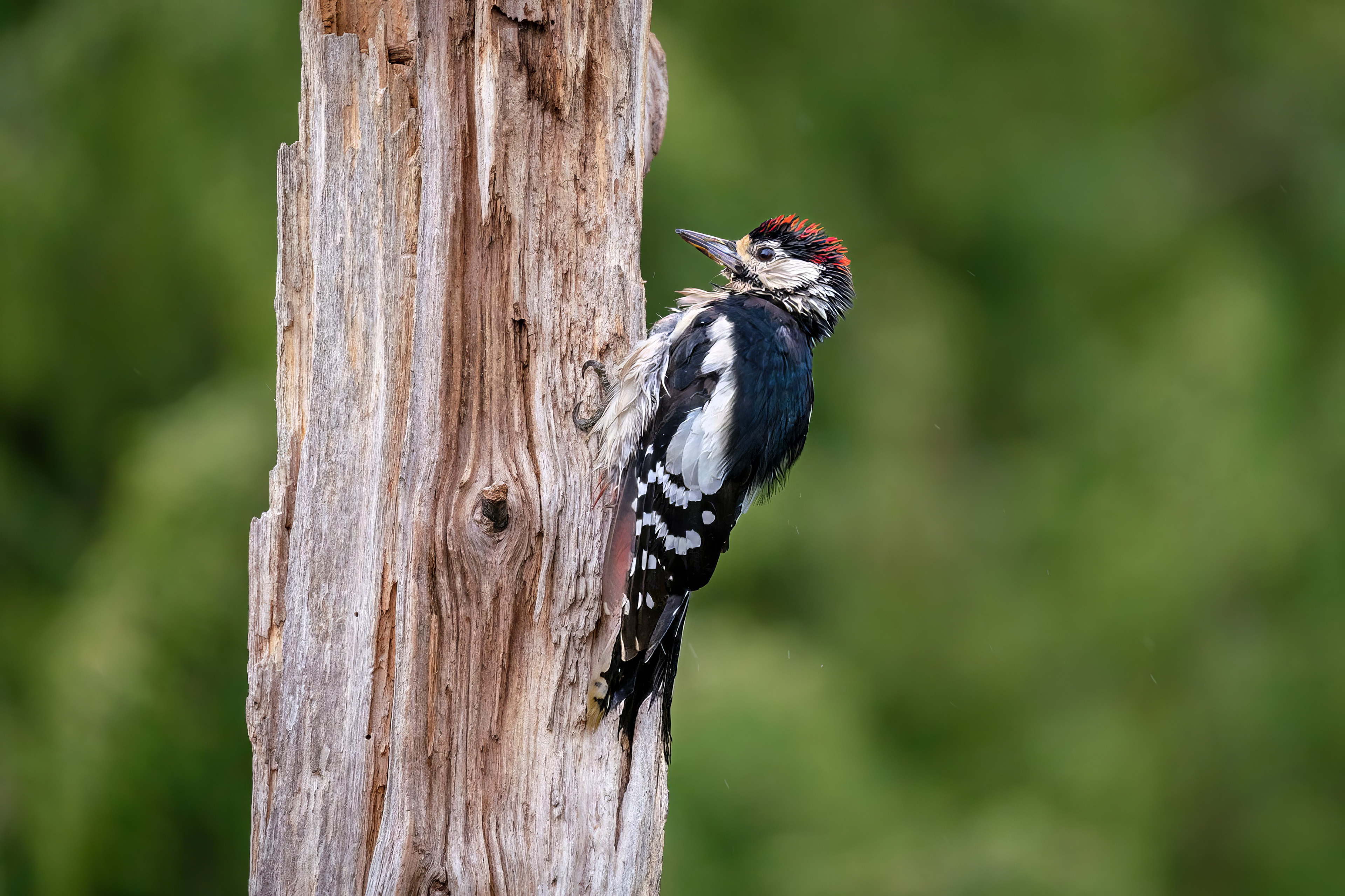 juvenile
