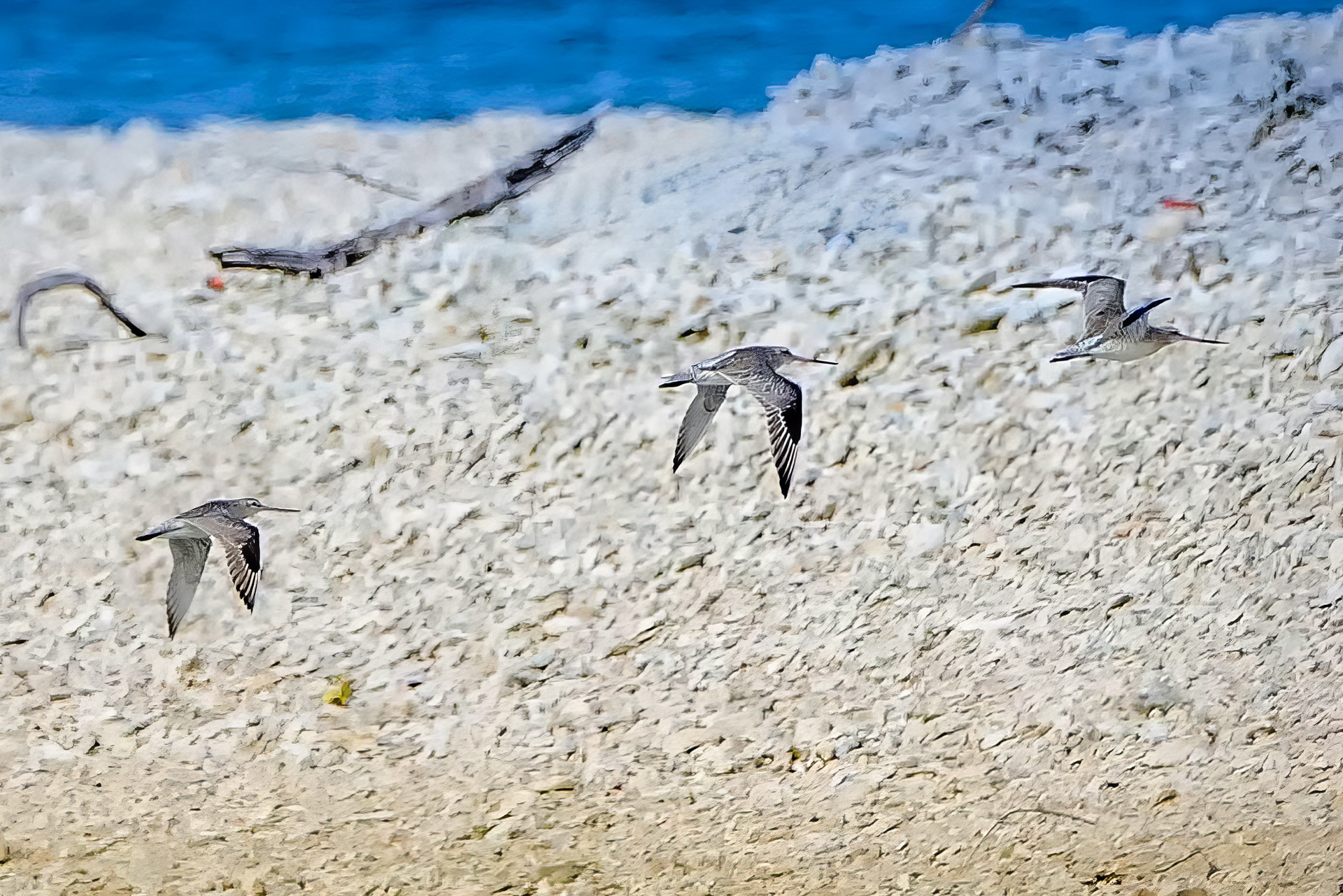 Terekwasserläufer / Terek sandpiper