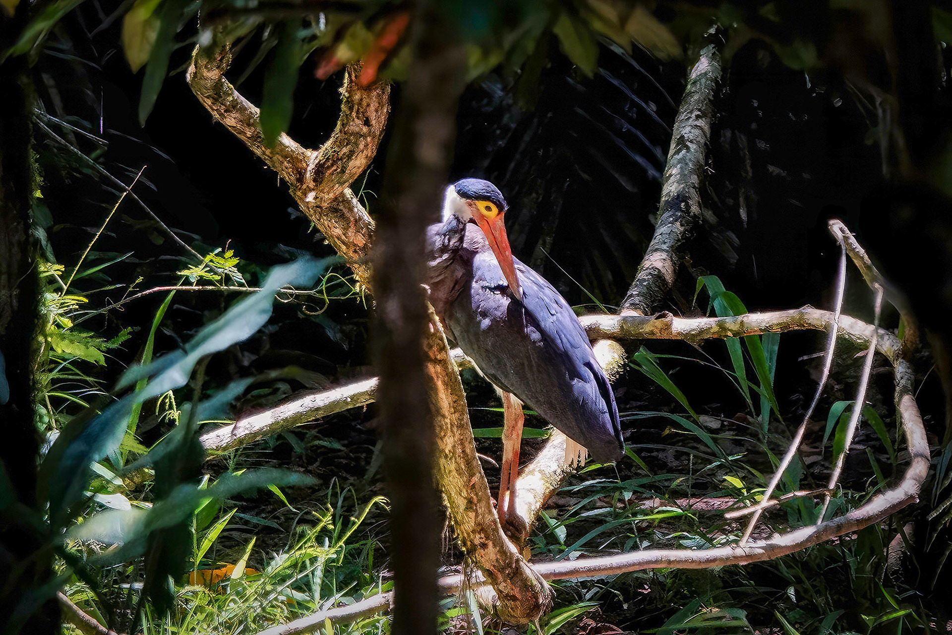 Höckerstorch / Storm's stork