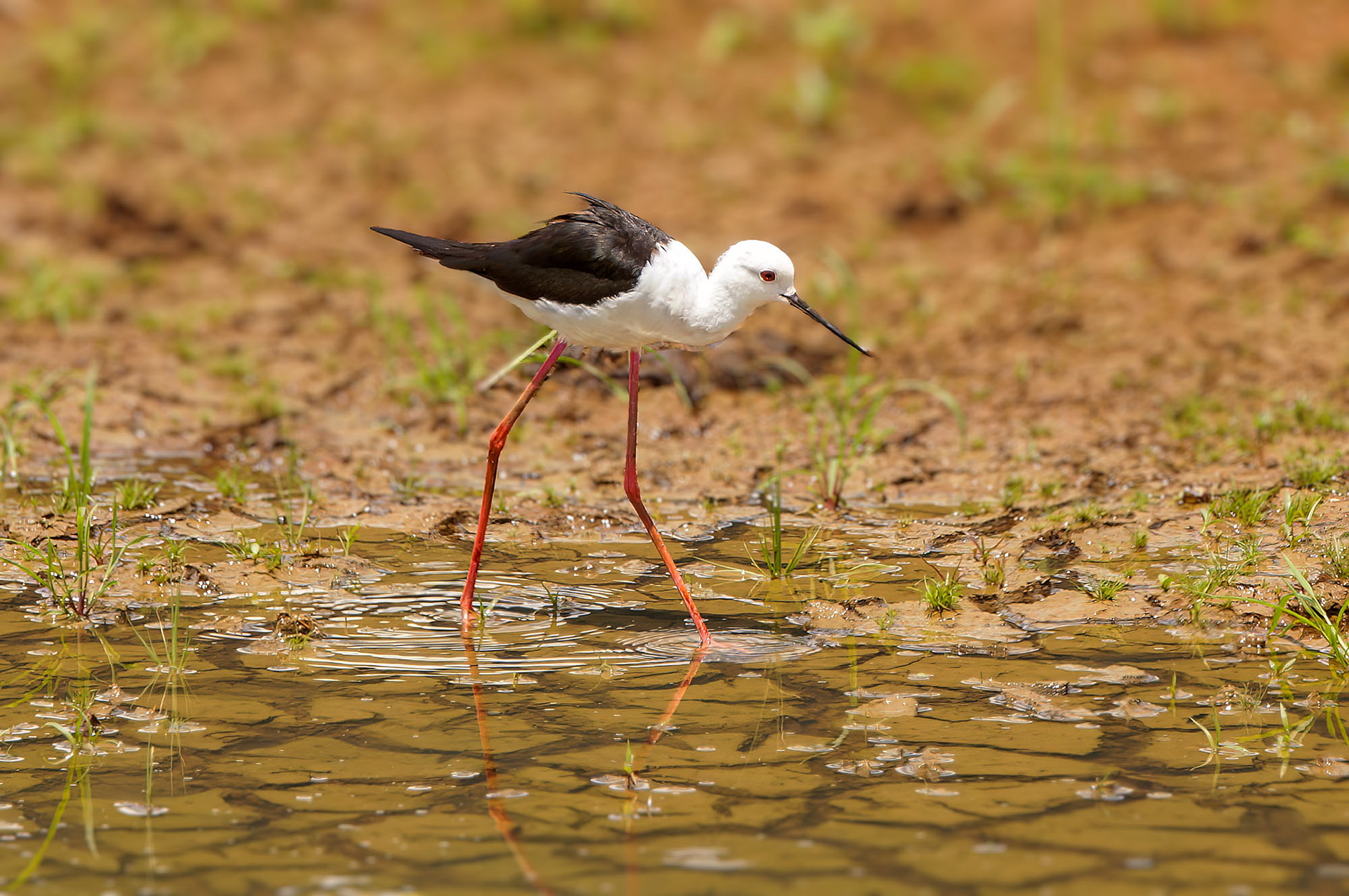 Stelzenläufer / black-winged stilt