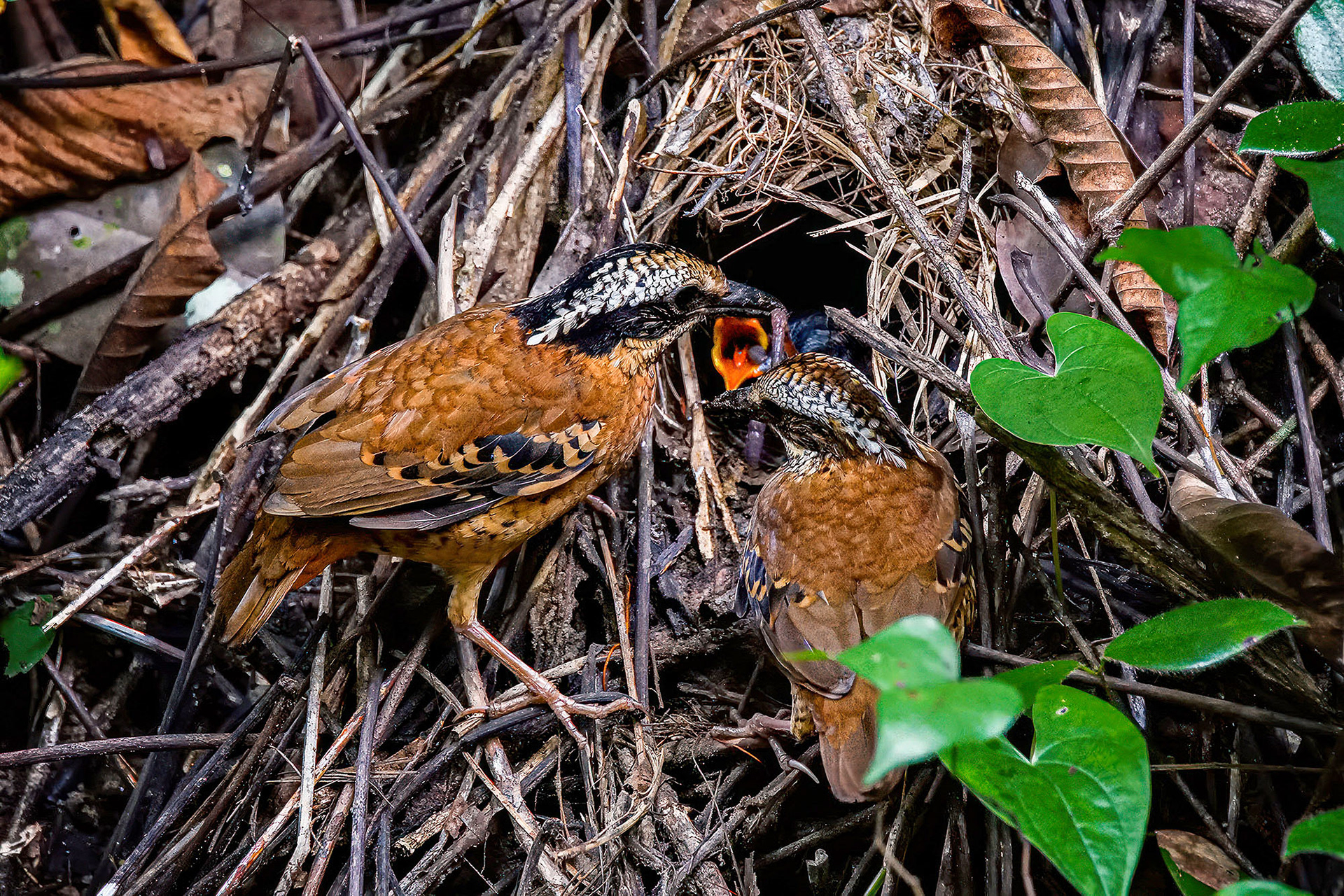 male & female