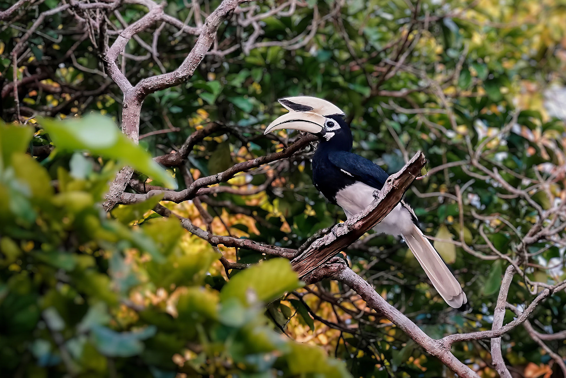 "Südlicher" Orienthornvogel