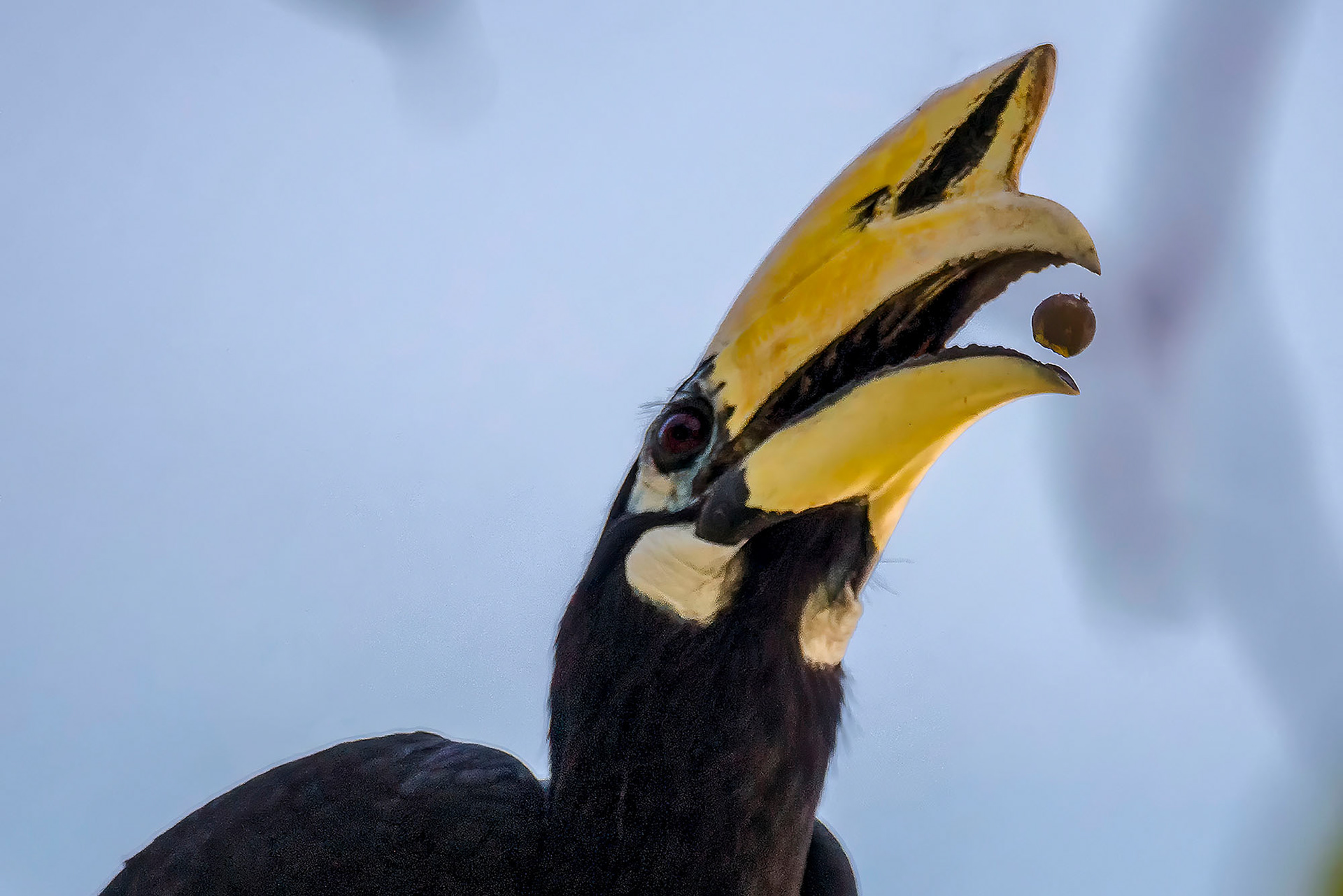 "Nördlicher" Orienthornvogel