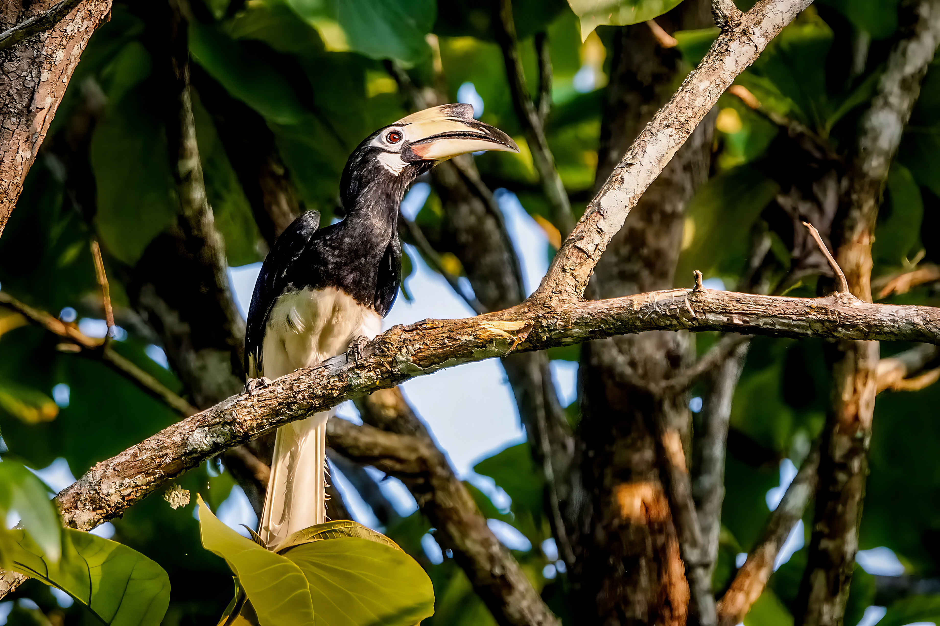 "Südlicher" Orienthornvogel