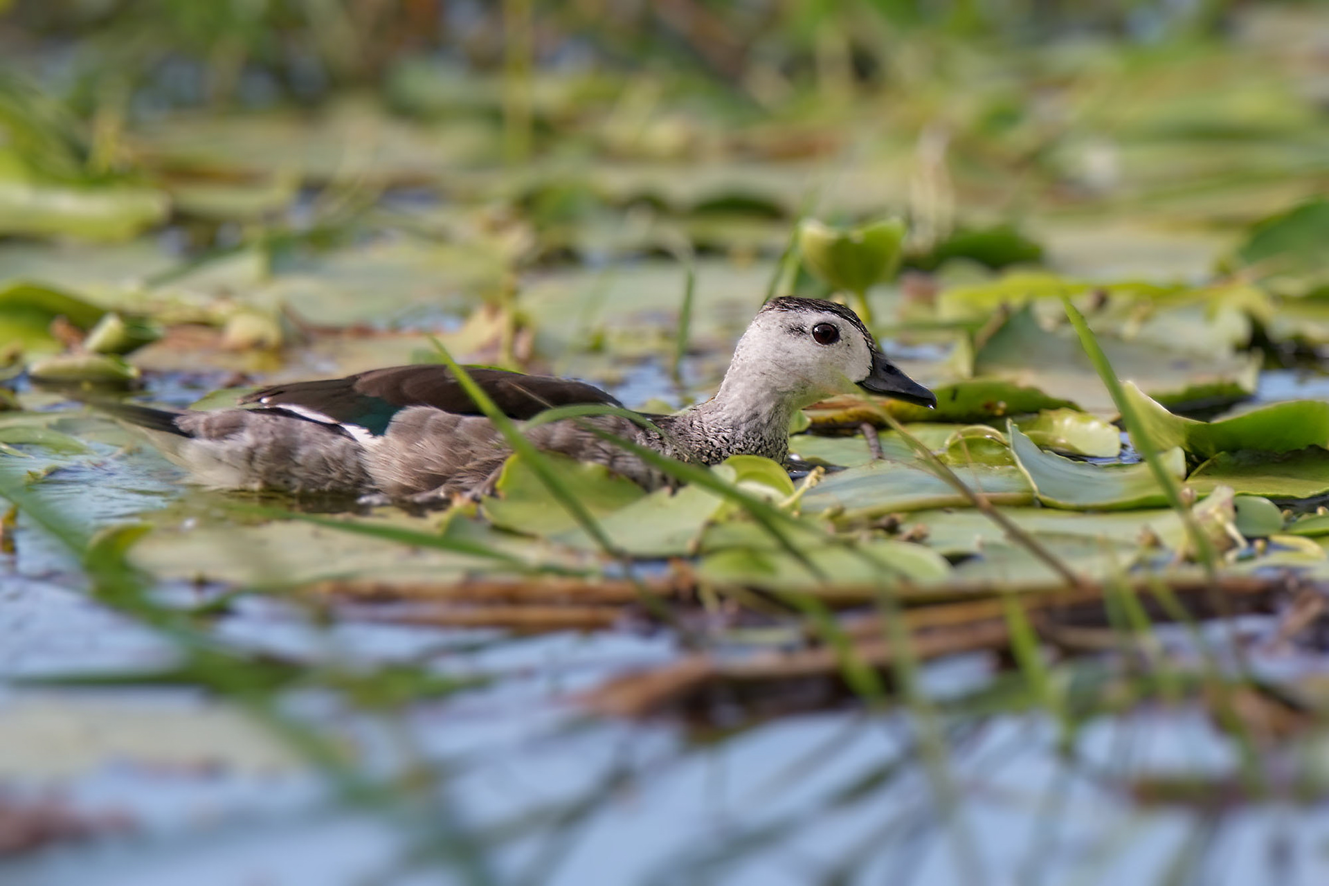 Koromandelzwergente (male) / cotton pygmy goose
