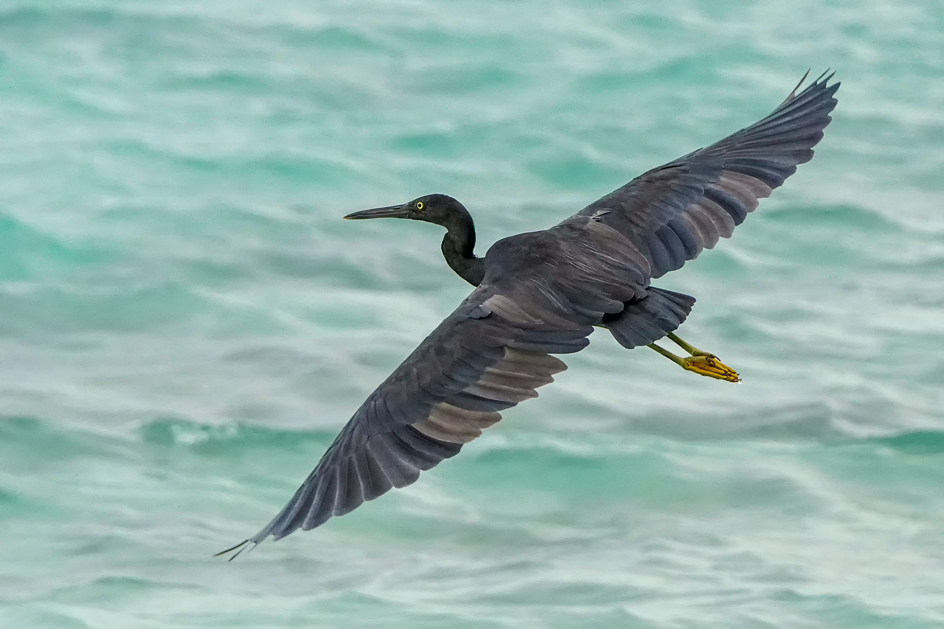 Riffreiher / Pacific reef heron