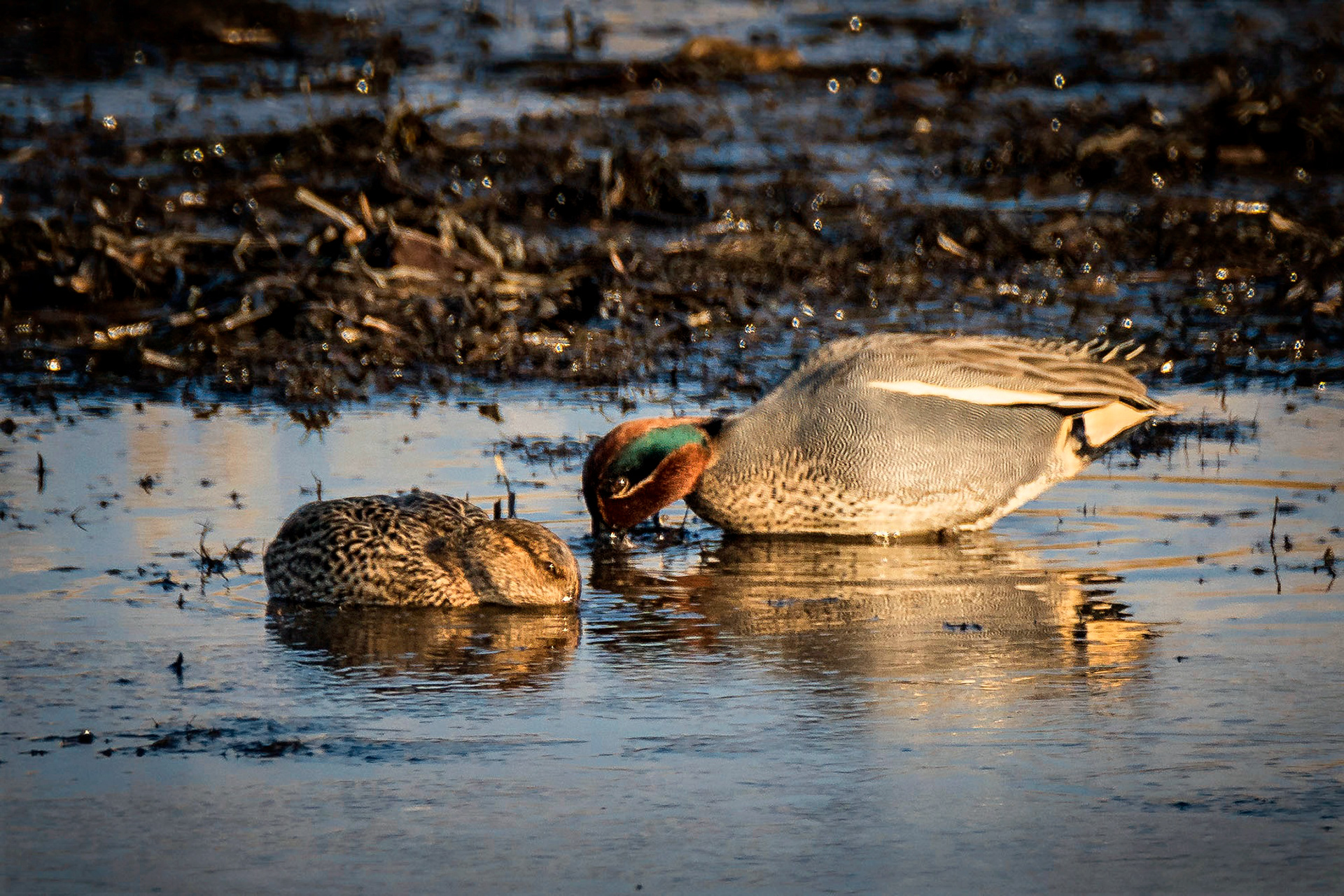 Krickente, male & female