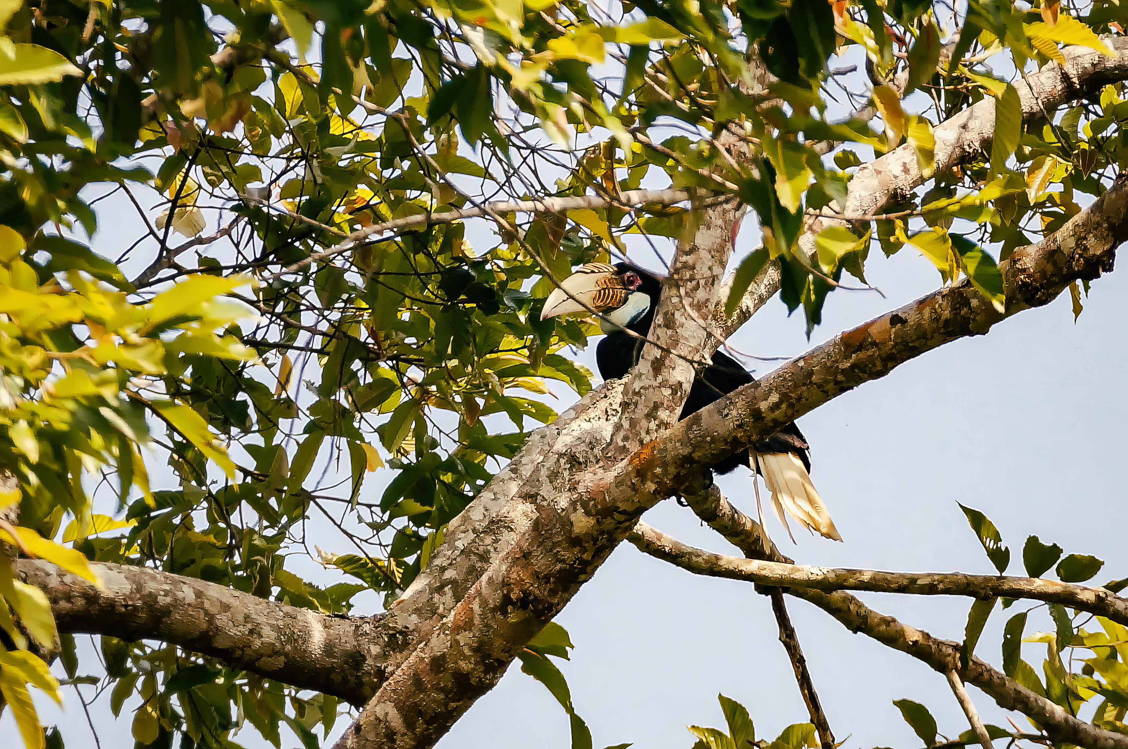 female