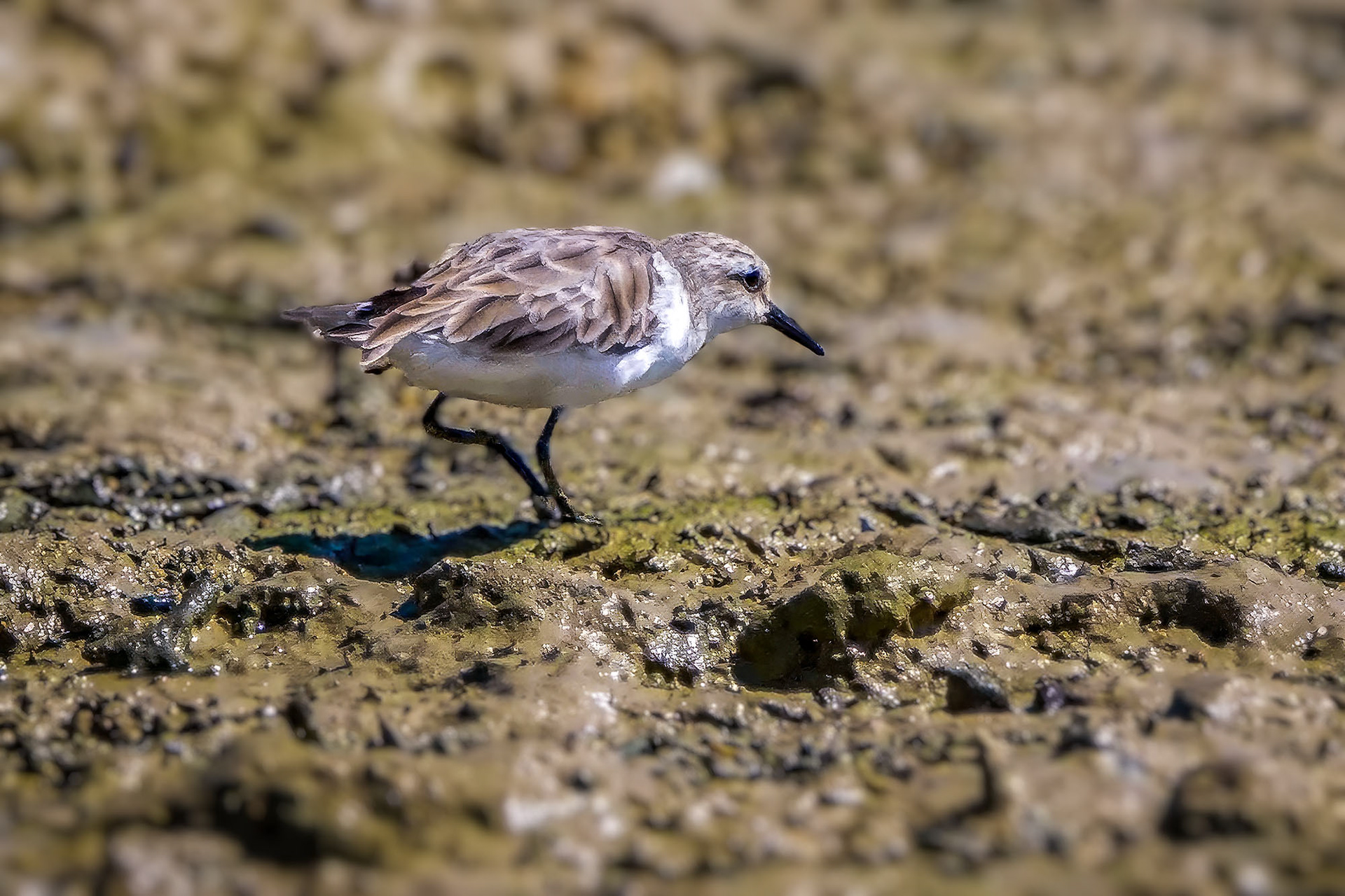 Wüstenregenpfeifer / greater sand plover