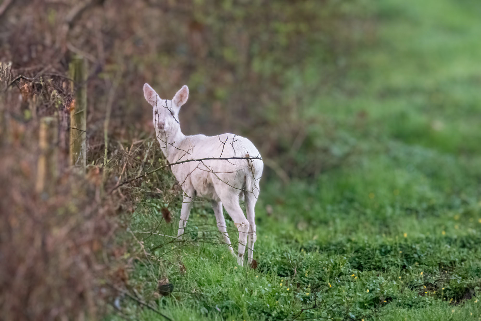 Reh, Albino