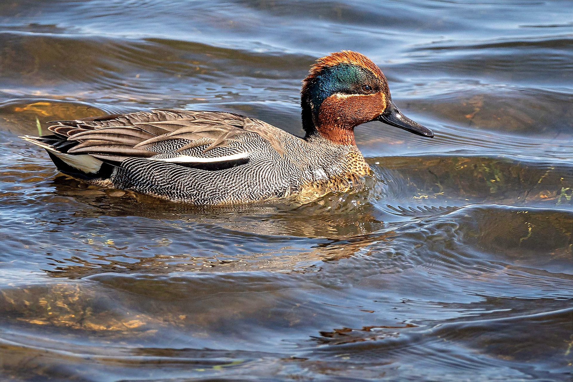 Krickente, male