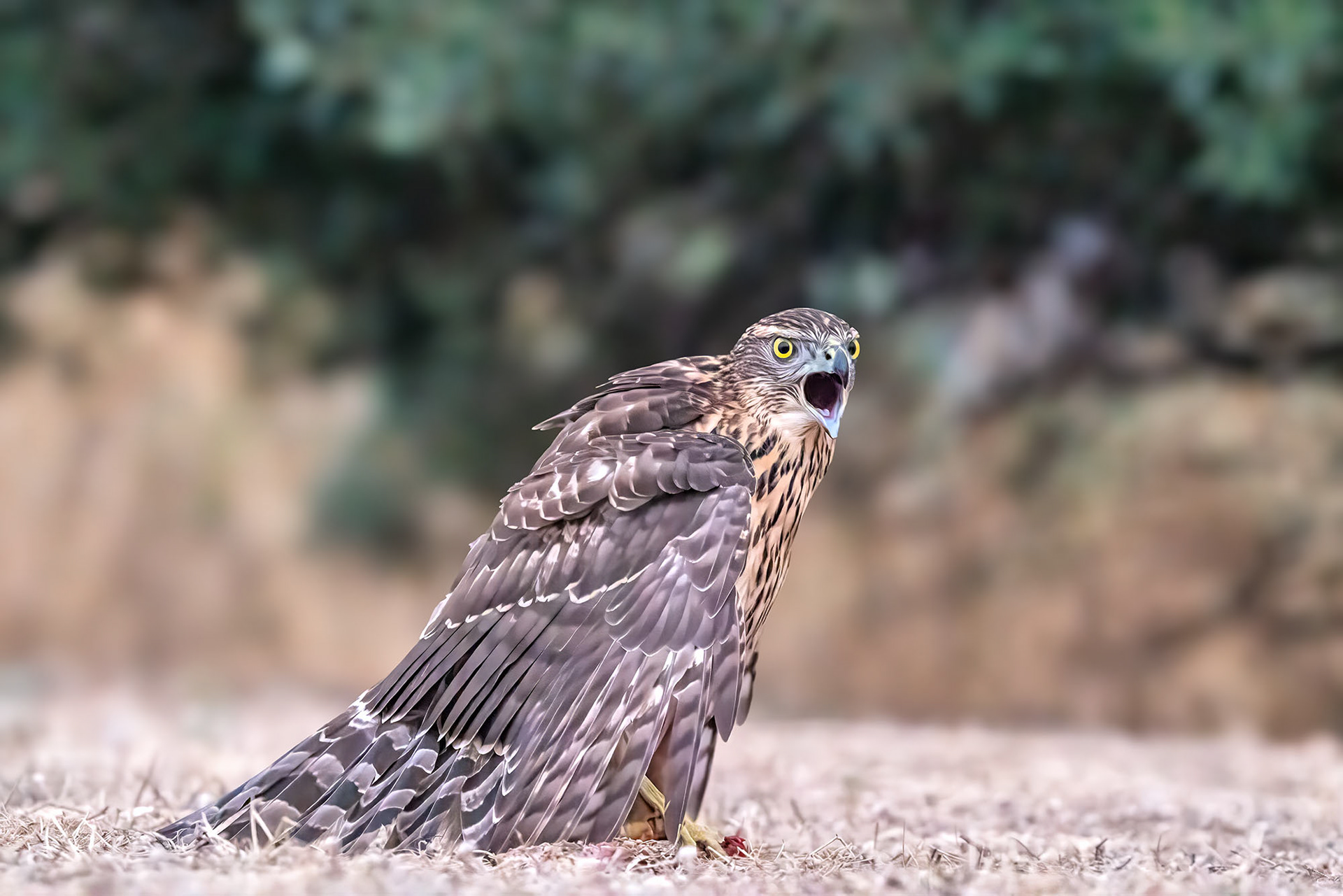 Habicht, juvenile. Nervös wacht er über seine Beute durch lautes Rufen und Manteln