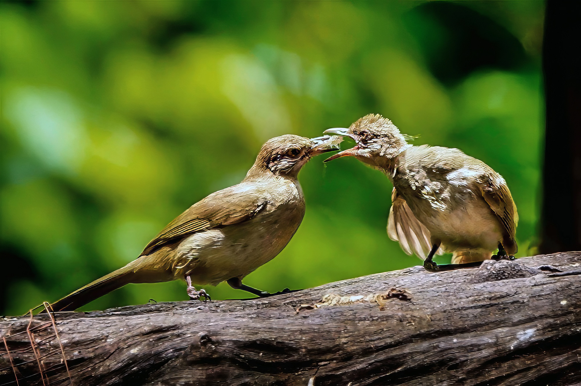 Strichelwangenbülbül füttert sein Junges