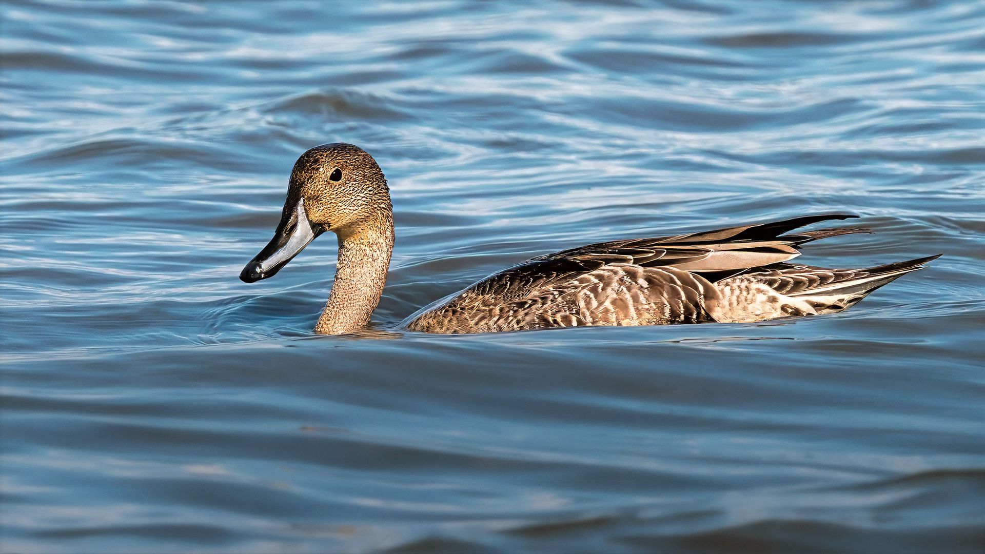 Spießente, female