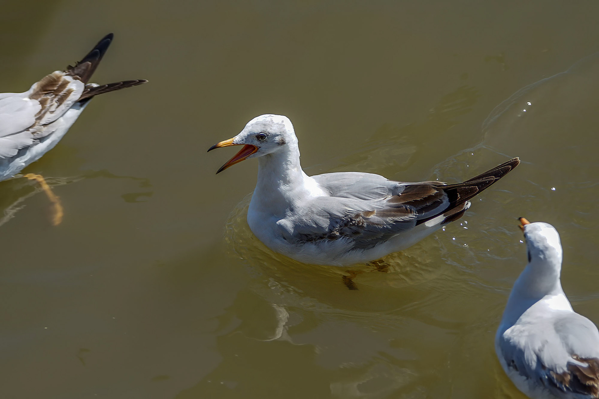 Braunkopfmöwe / brown-headed gull