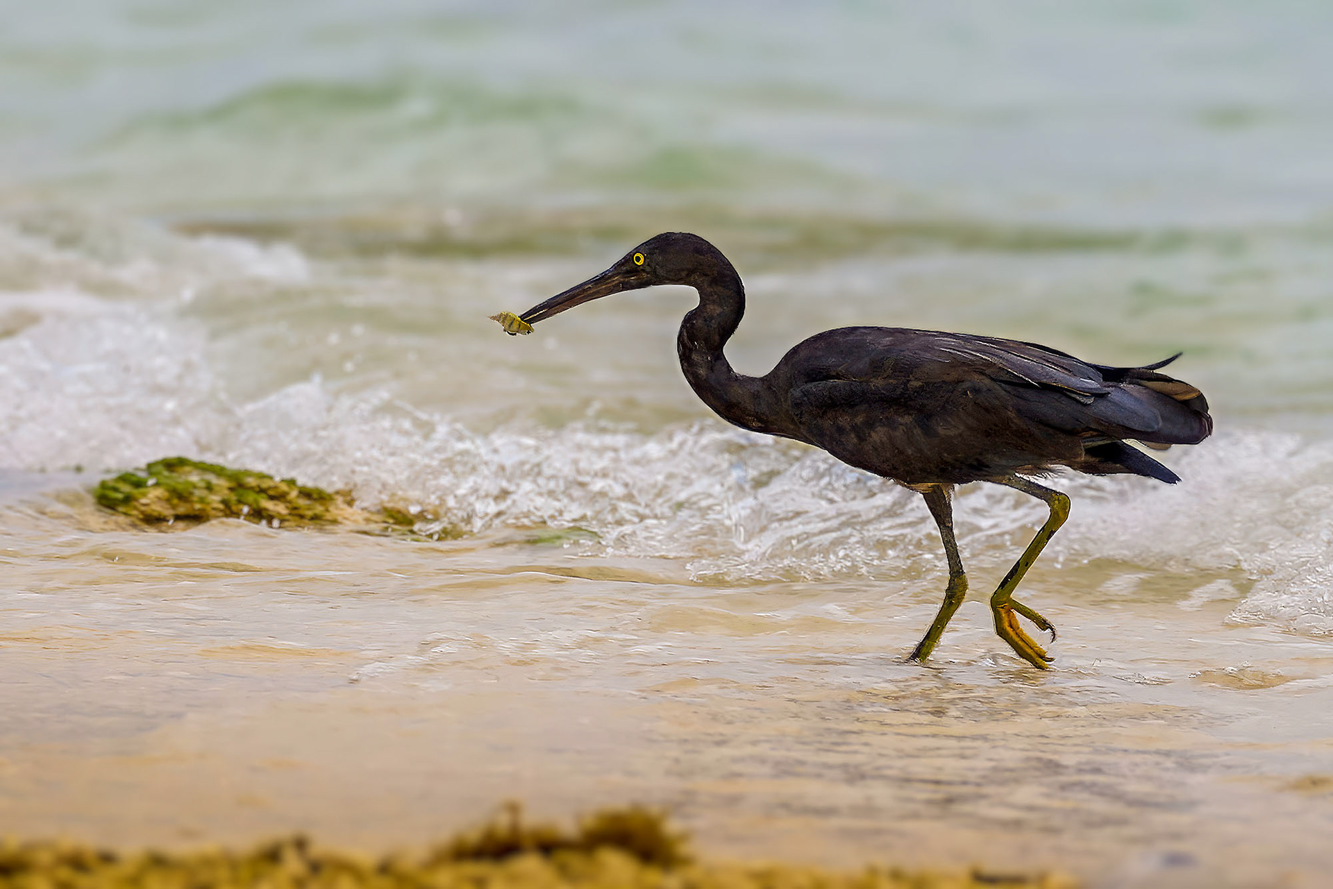Riffreiher / Pacific reef heron
