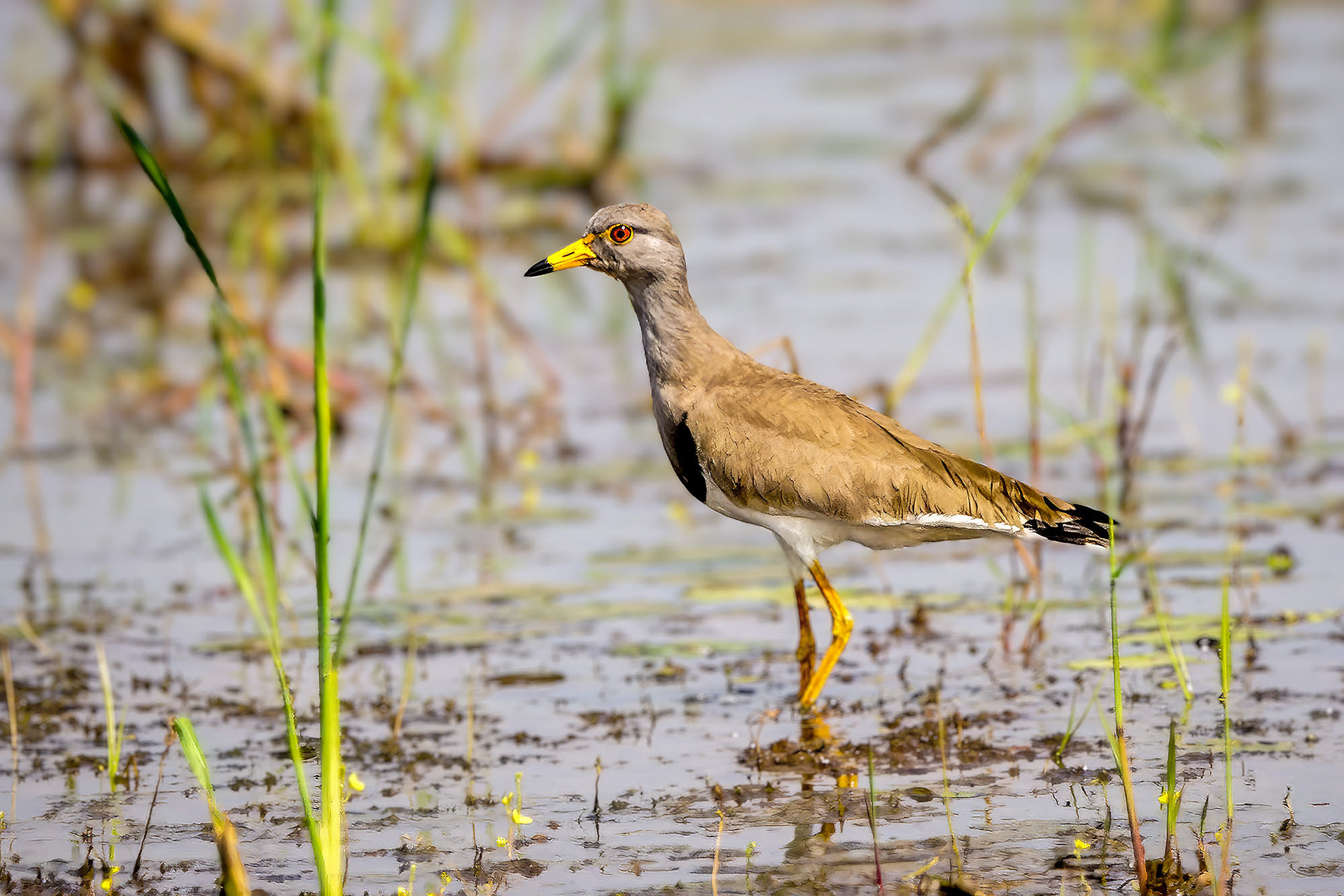 Graukopfkiebitz / grey-headed lapwing