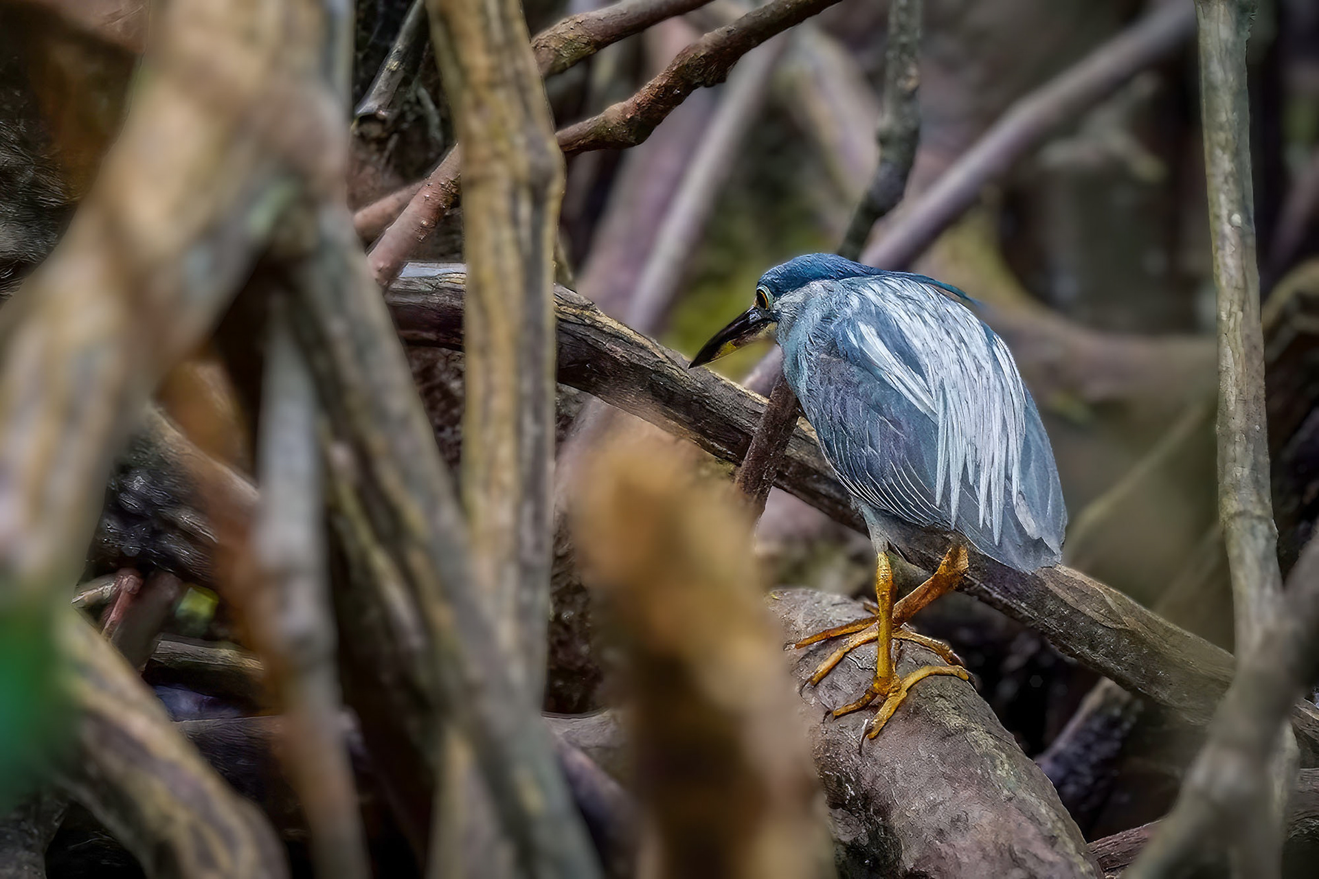Mangrovereiher / striated heron