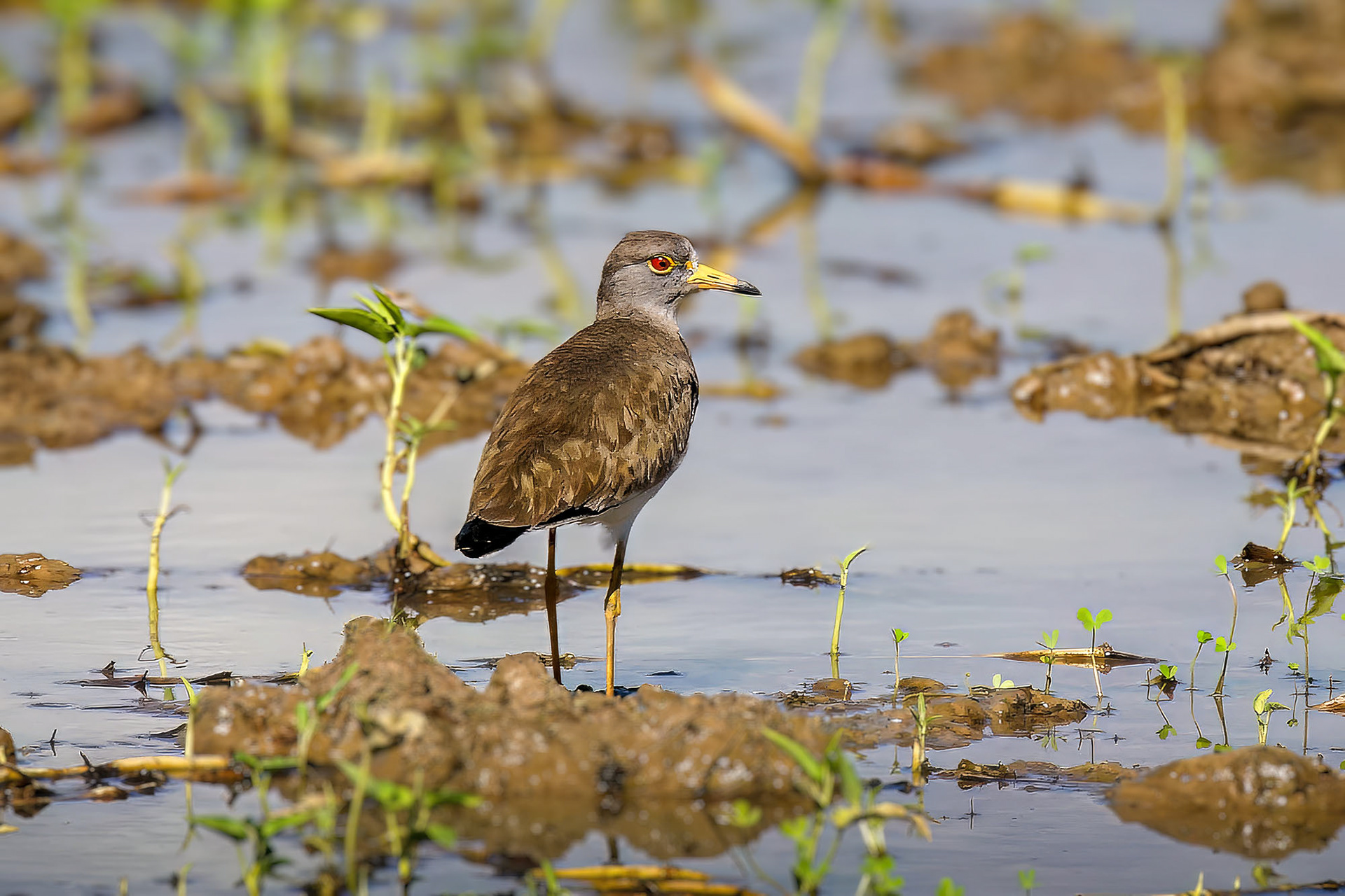 Graukopfkiebitz / grey-headed lapwing