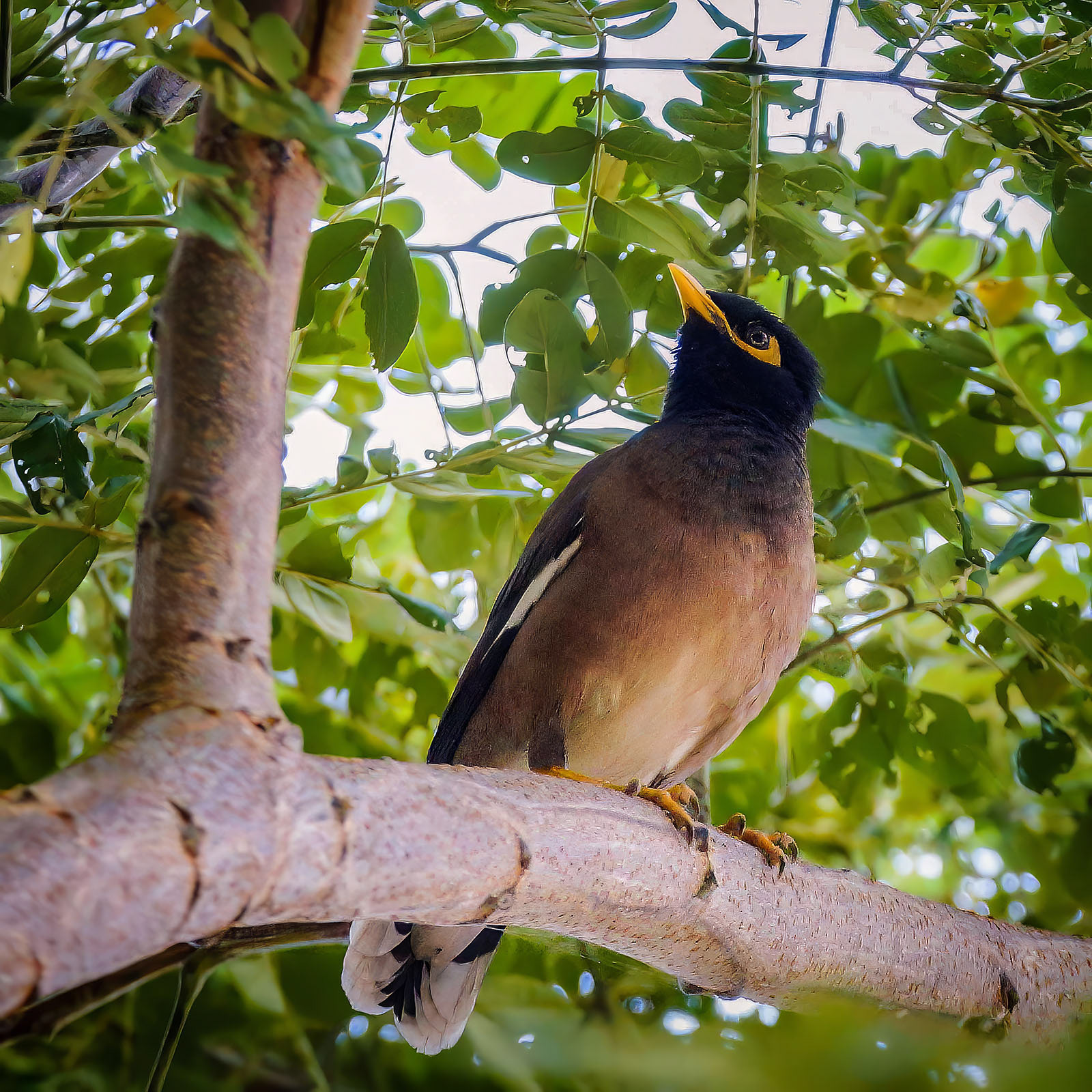 Hirtenmaina oder der Hirtenstar / common myna or Indian myna