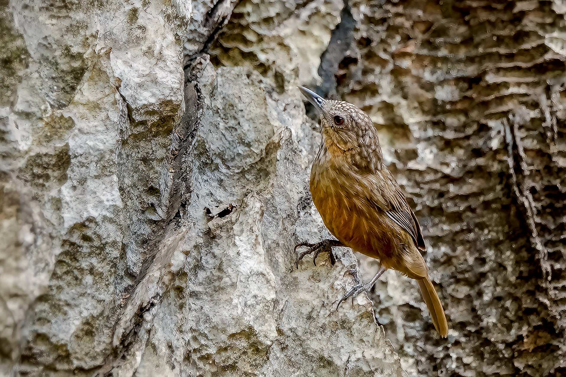Kalksteintimalie / Limestone Wren-babbler