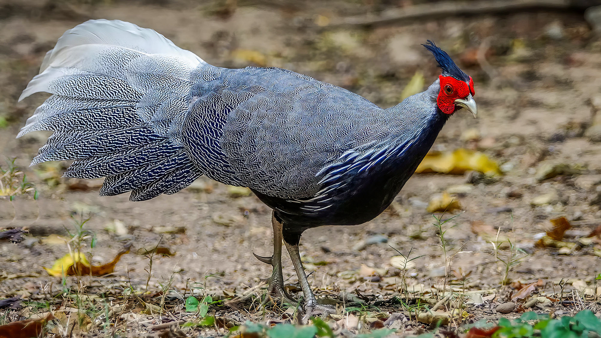 male