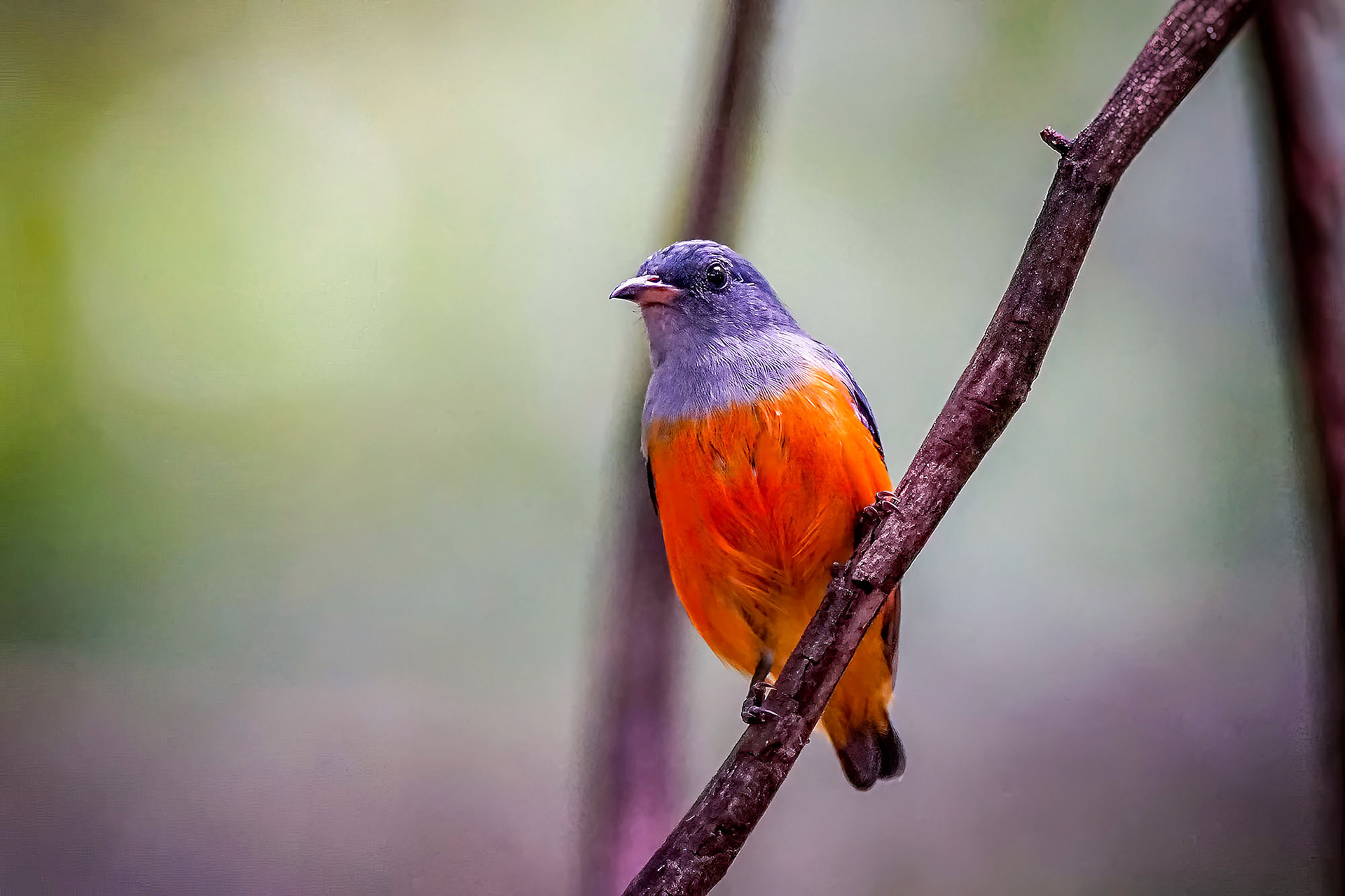 Orangenbauch-Mistelfresser / orange-bellied flowerpecker