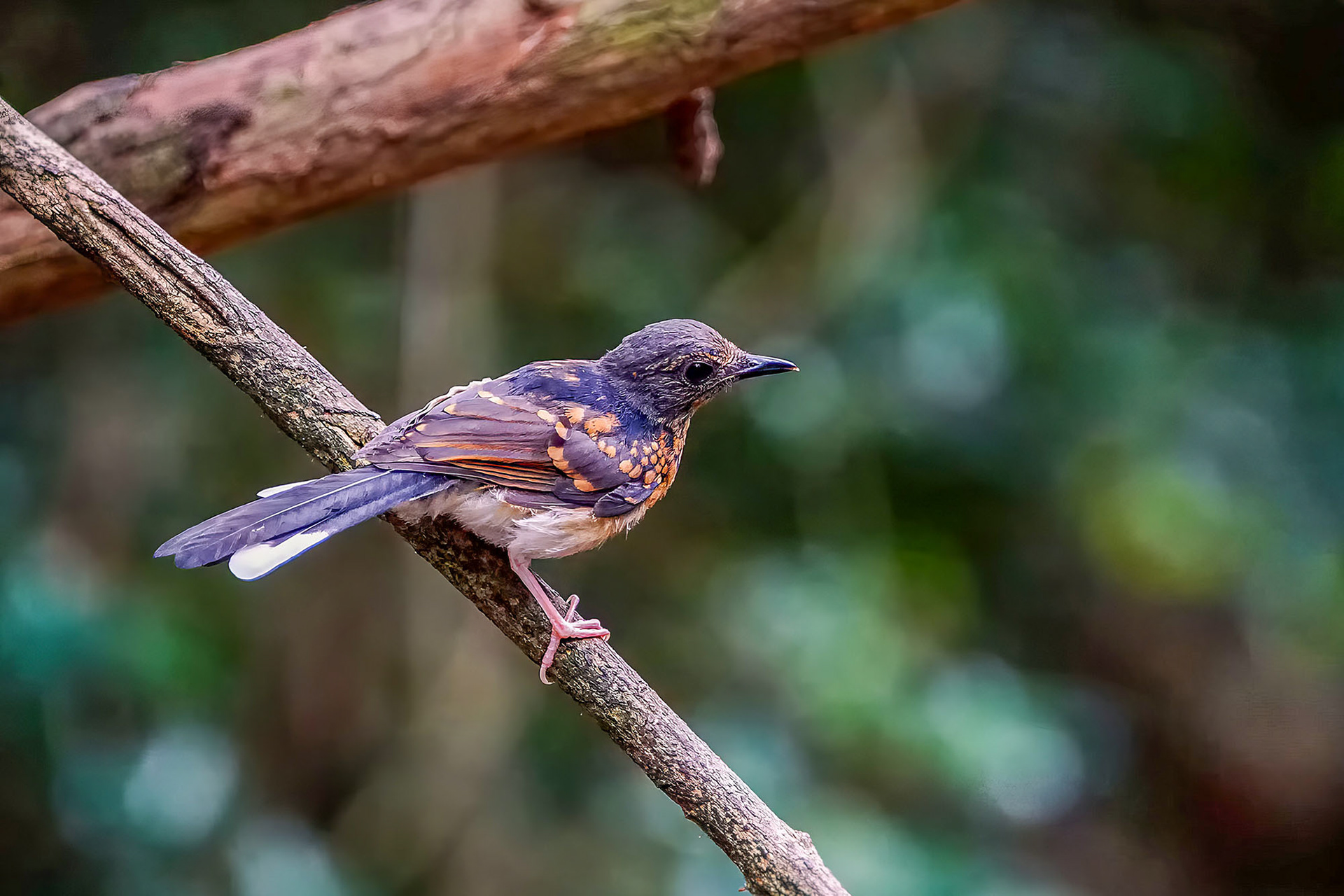 Schamadrossel (Juv) / White-rumped Shama