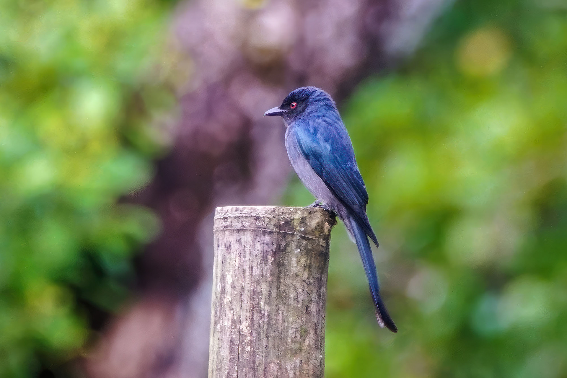 Graudrongo (Dicrurus leucophaeus longicaudatus)